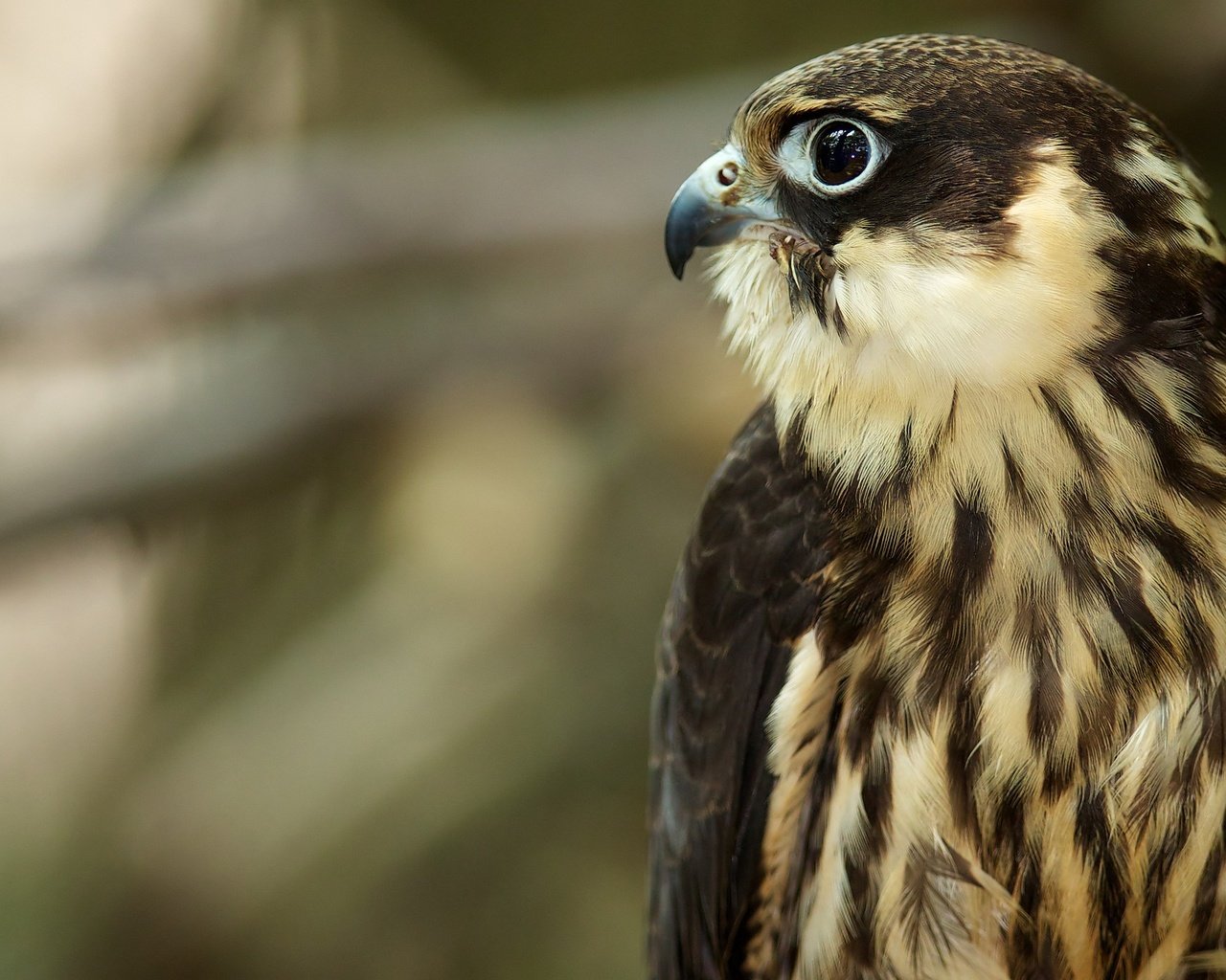 Обои птицы, хищник, профиль, птица, клюв, перья, ястреб, birds, predator, profile, bird, beak, feathers, hawk разрешение 2048x1365 Загрузить