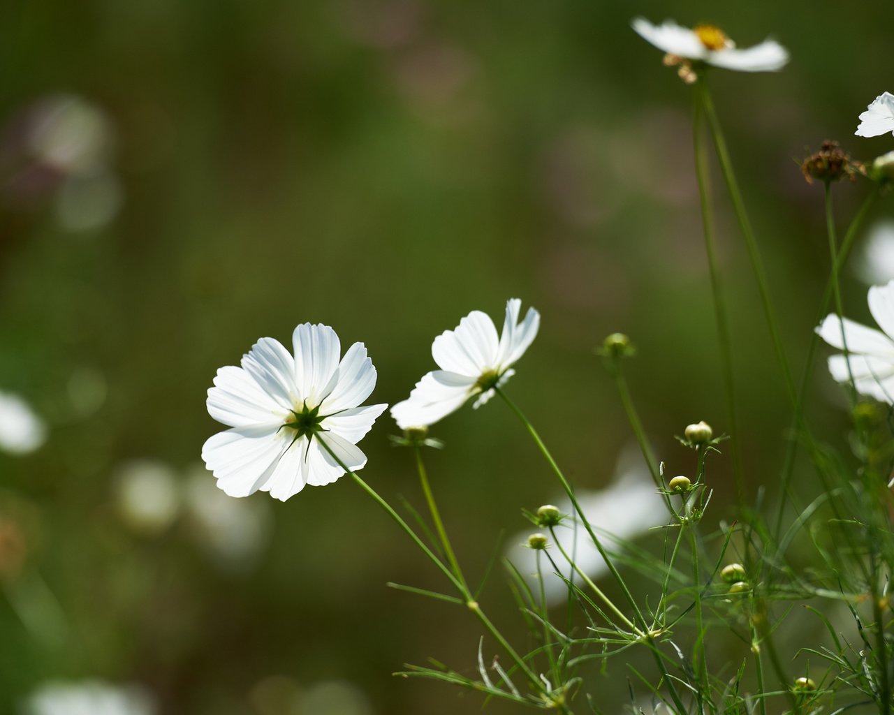 Обои цветы, зелень, поле, белая, космея, flowers, greens, field, white, kosmeya разрешение 1920x1200 Загрузить
