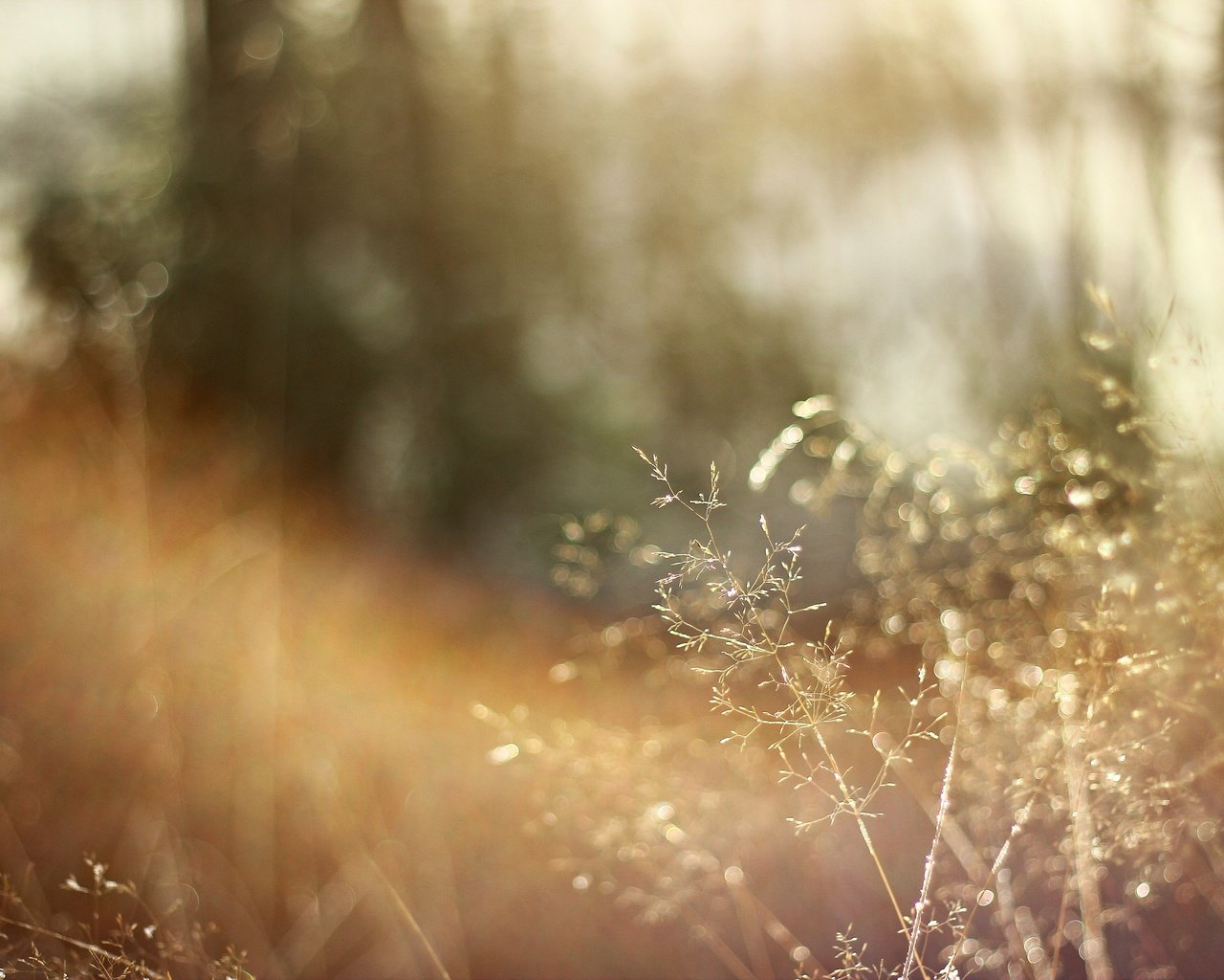 Обои трава, солнце, природа, макро, сухая, grass, the sun, nature, macro, dry разрешение 5184x3456 Загрузить