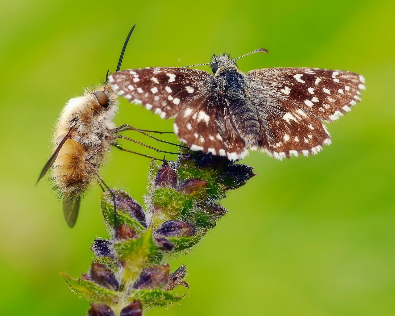 Обои цветок, бабочка, насекомые, растение, муха, flower, butterfly, insects, plant, fly разрешение 2048x1360 Загрузить