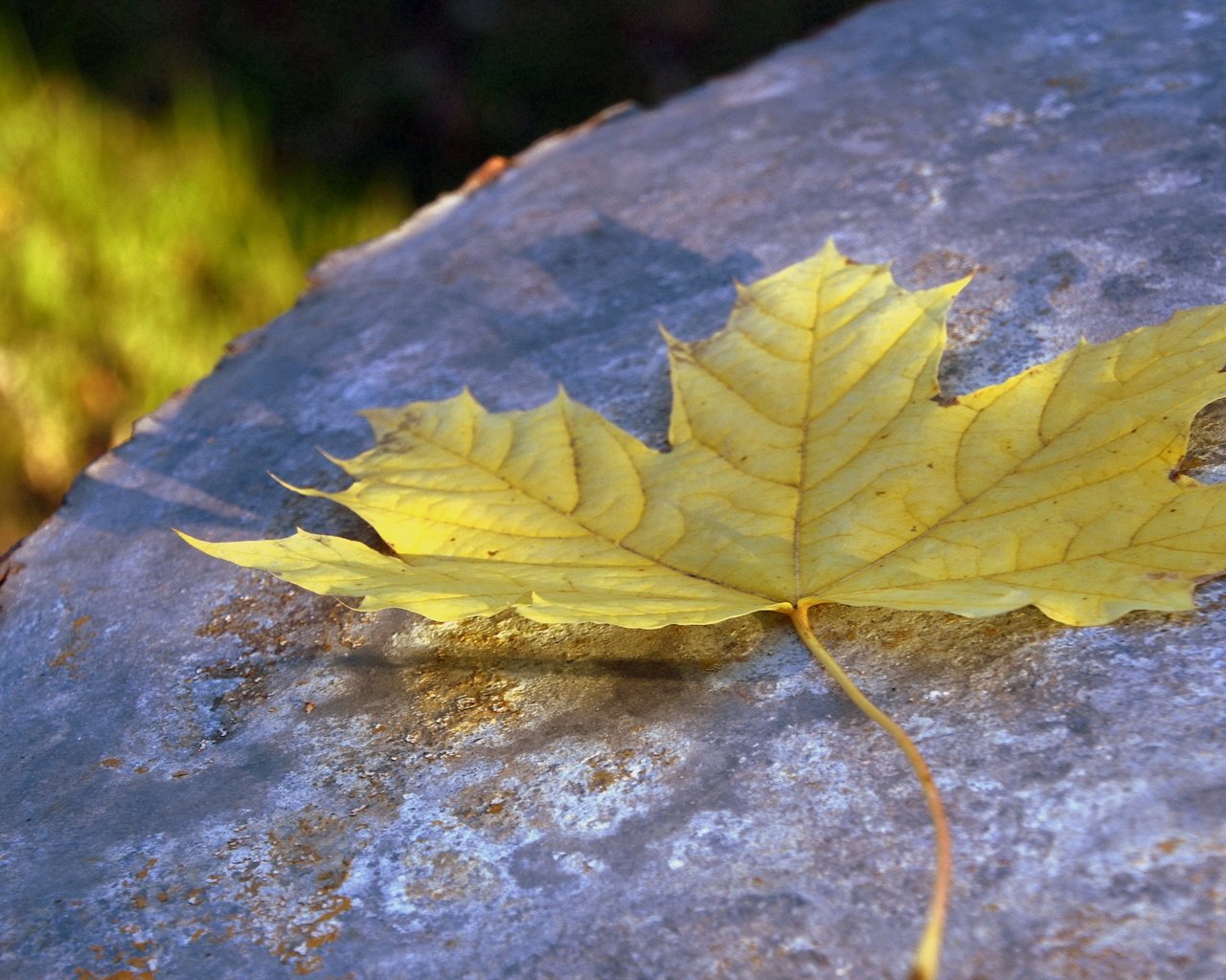 Обои макро, осень, лист, macro, autumn, sheet разрешение 2560x1600 Загрузить