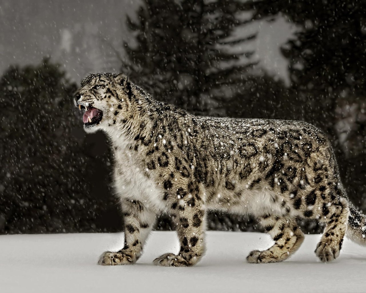 Обои снег, природа, ирбис, снежный леопард, snow, nature, irbis, snow leopard разрешение 2048x1101 Загрузить