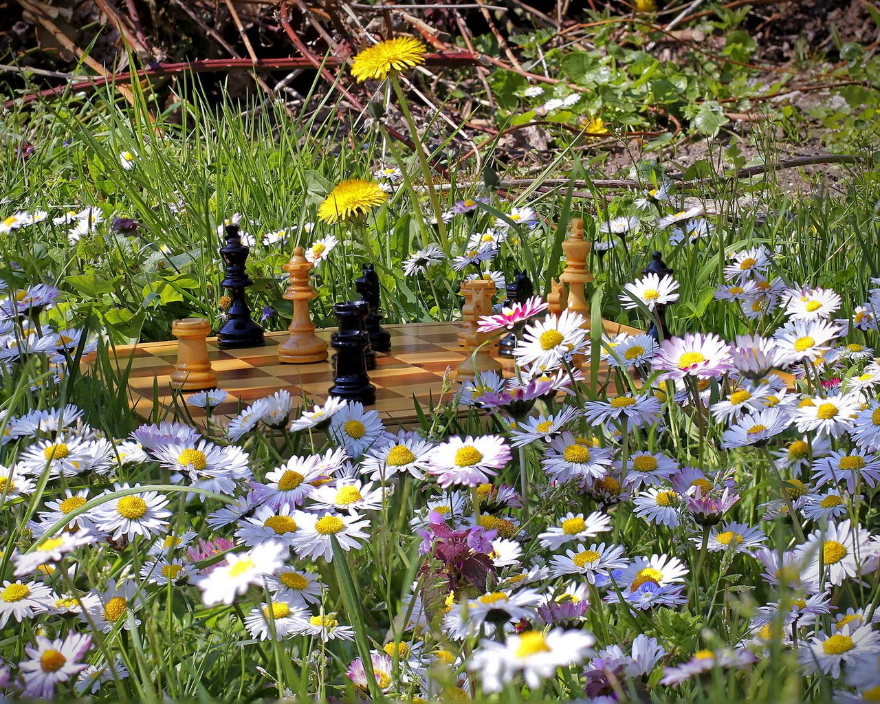 Обои цветы, природа, лето, шахматы, flowers, nature, summer, chess разрешение 1920x1200 Загрузить