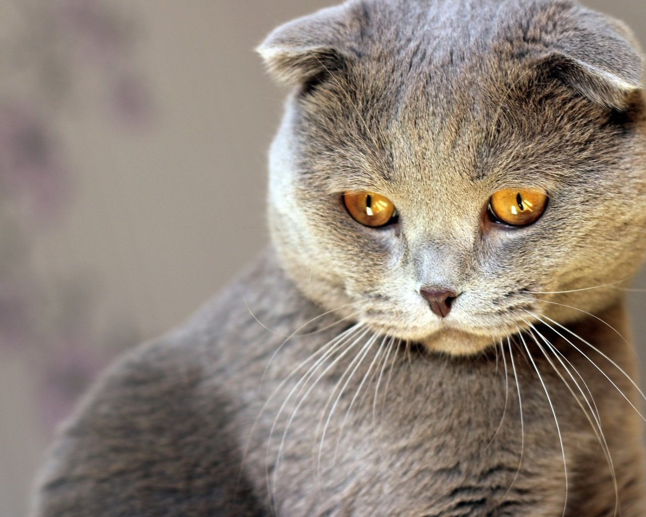 Обои кот, кошка, взгляд, серый, cat, look, grey разрешение 1920x1200 Загрузить