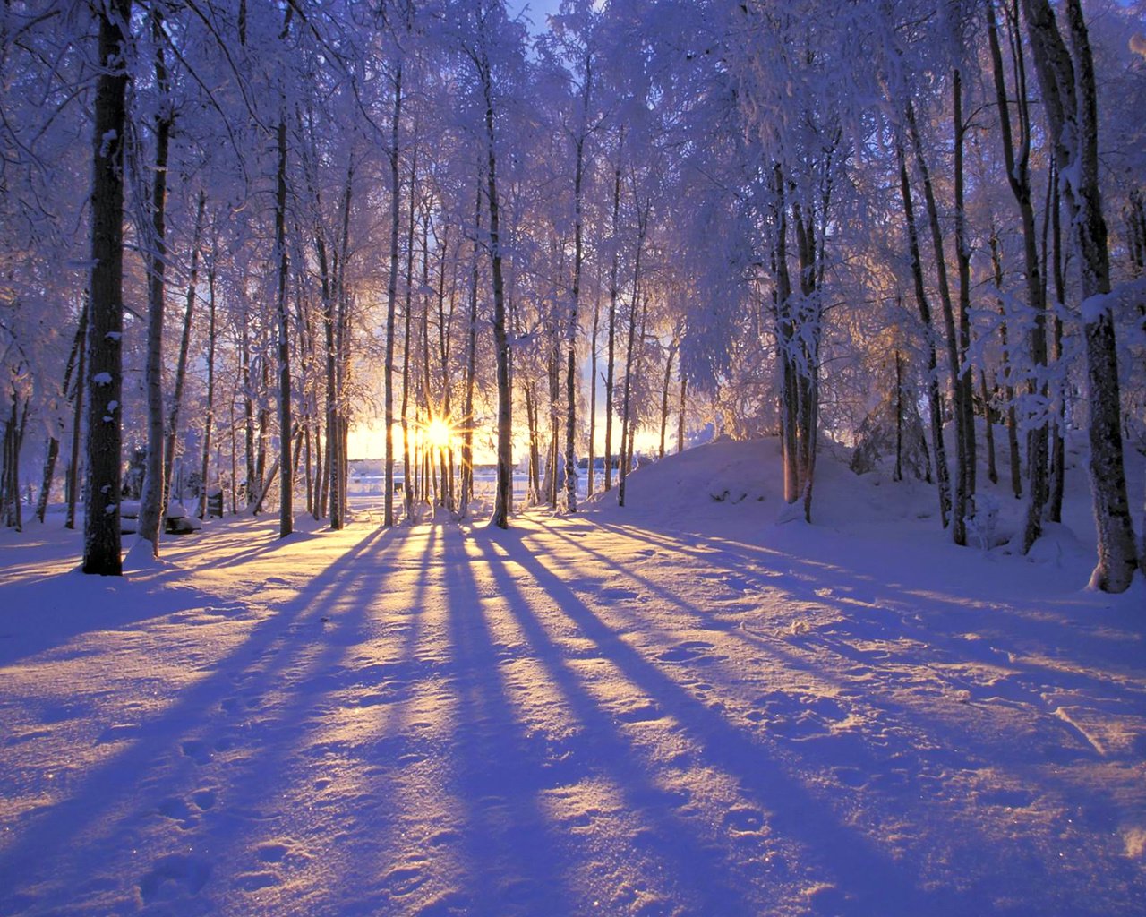 Обои солнце, снег, лес, зима, иней, деревья. лучи, the sun, snow, forest, winter, frost, trees. rays разрешение 1920x1200 Загрузить