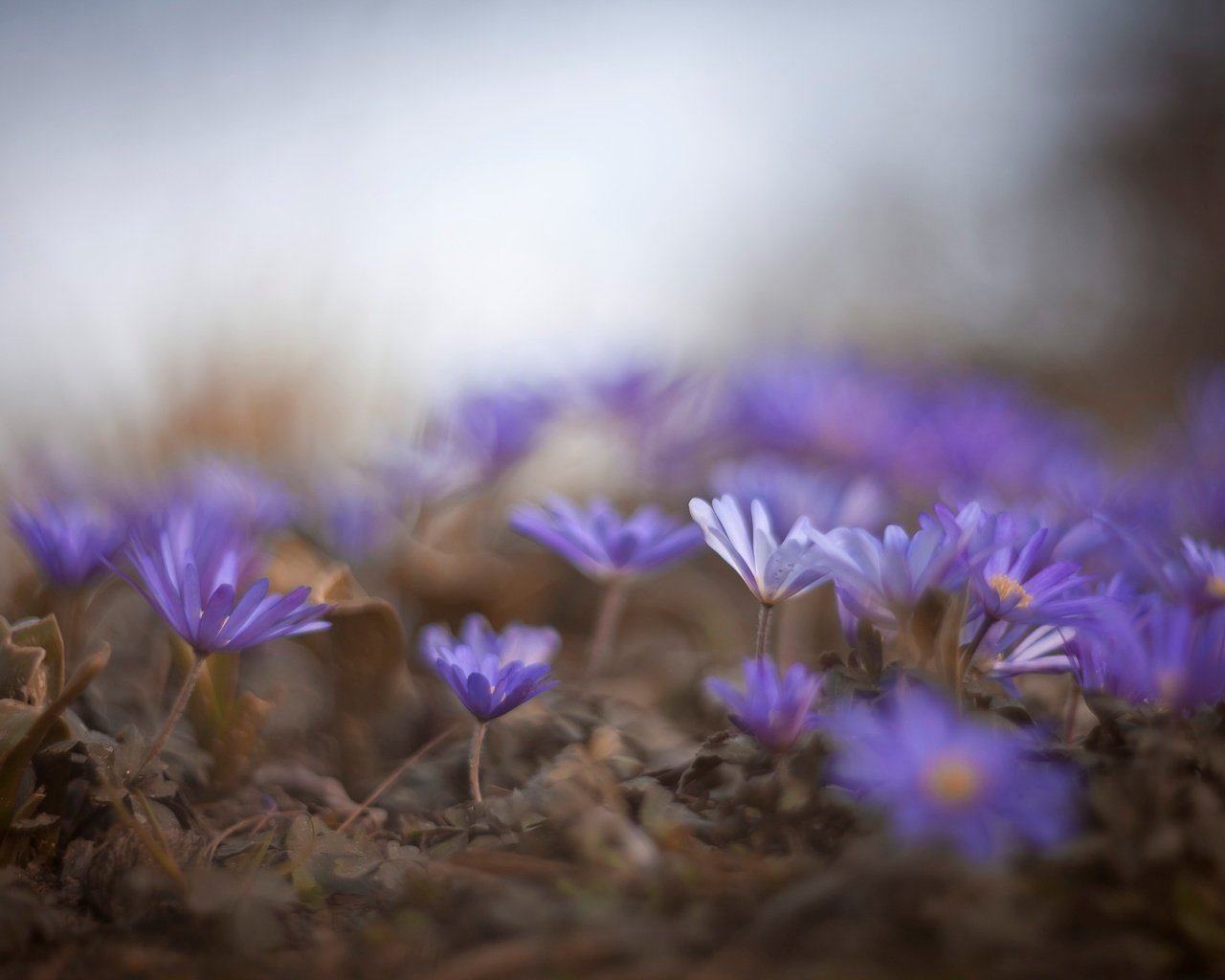 Обои цветы, природа, макро, весна, синие, flowers, nature, macro, spring, blue разрешение 2583x1722 Загрузить