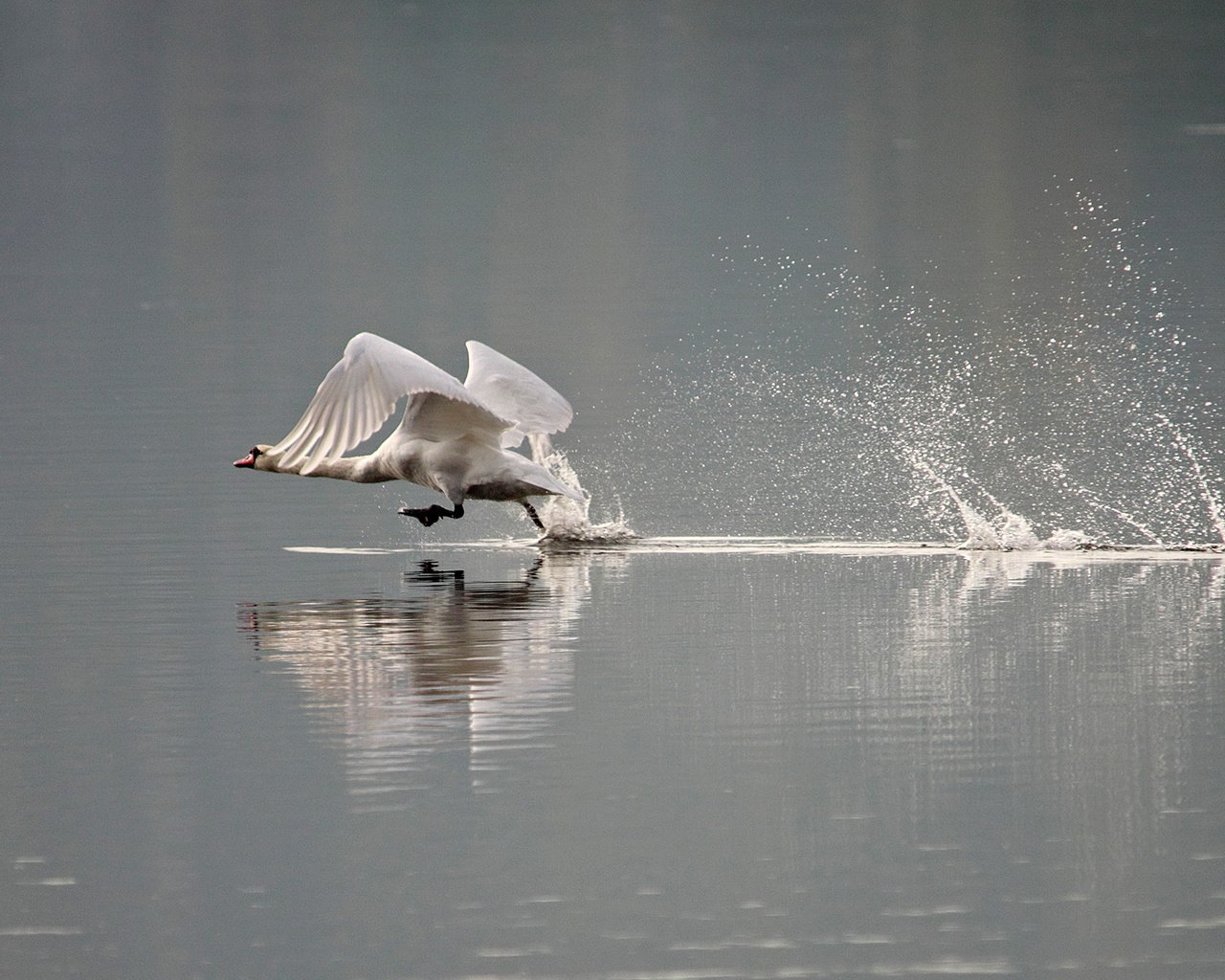 Обои вода, брызги, птицы, лебедь, water, squirt, birds, swan разрешение 2000x1345 Загрузить