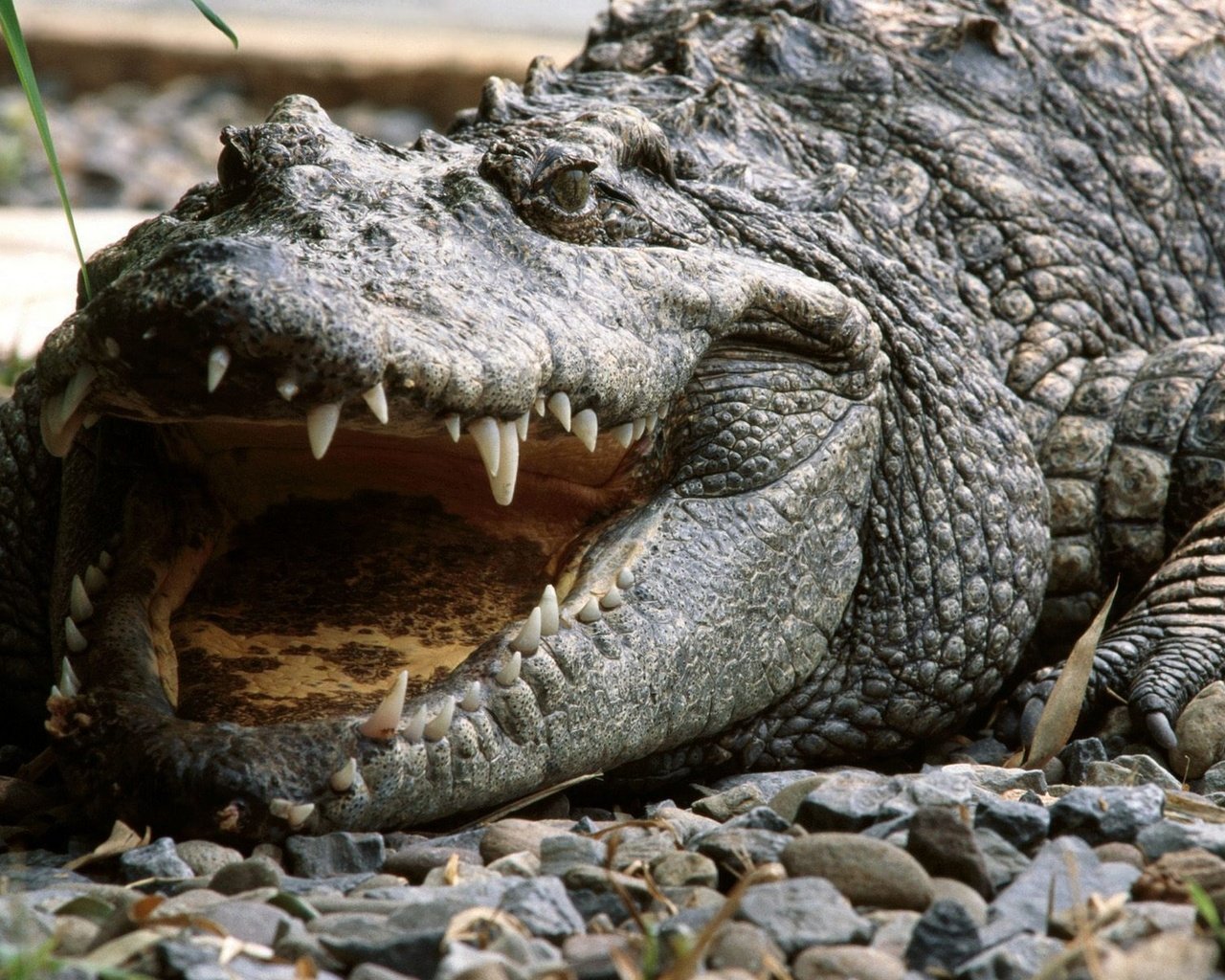 Обои зубы, крокодил, пасть, аллигатор, teeth, crocodile, mouth, alligator разрешение 1920x1440 Загрузить