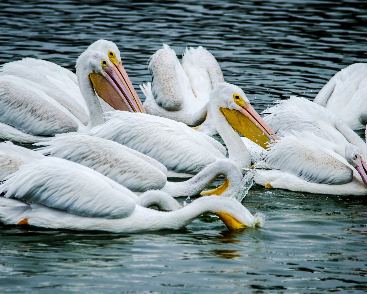 Обои вода, птицы, пеликан, пеликаны, птаха, water, birds, pelican, pelicans, bird разрешение 2950x1900 Загрузить