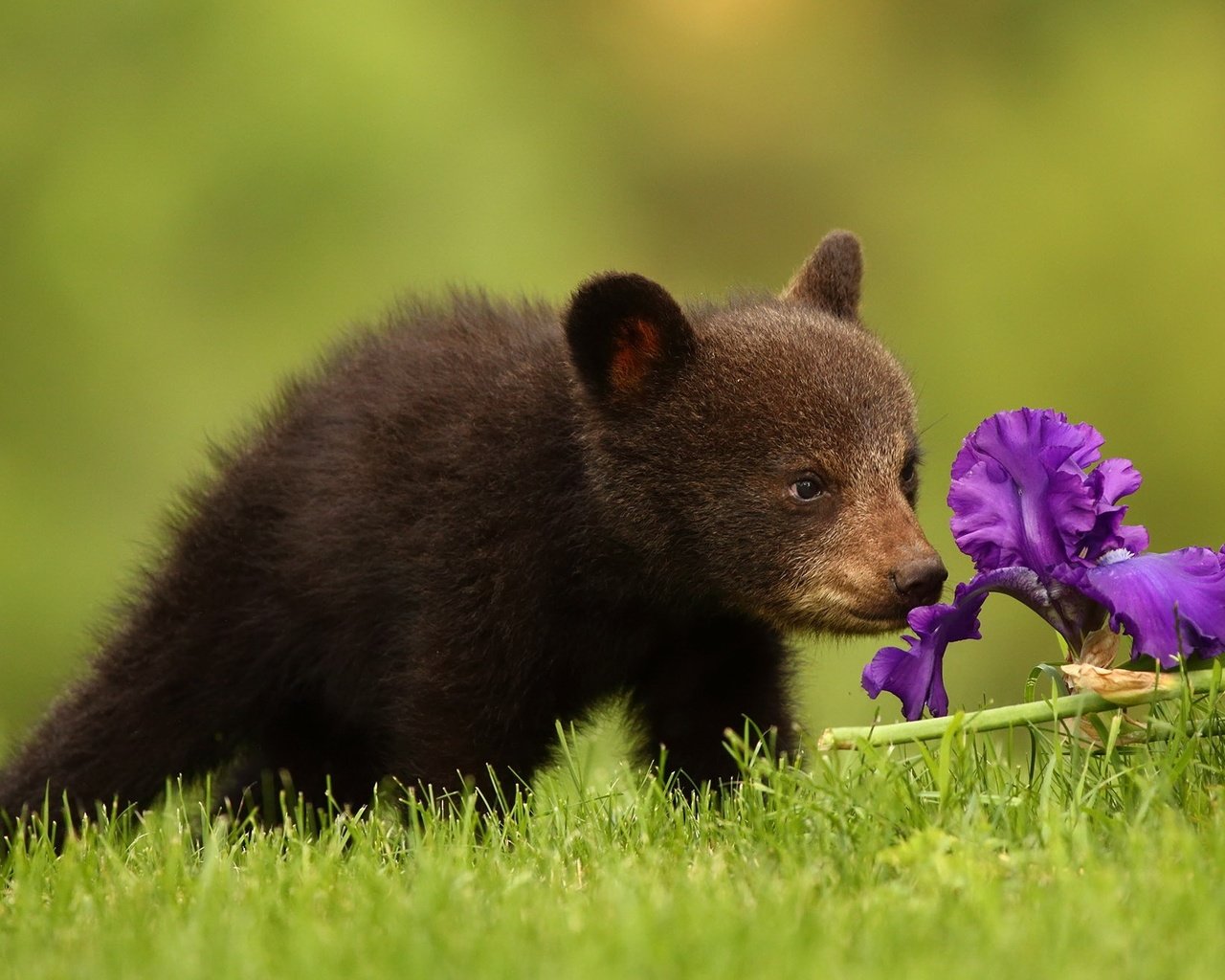 Обои трава, природа, цветок, медведь, медвежонок, grass, nature, flower, bear разрешение 2047x1321 Загрузить