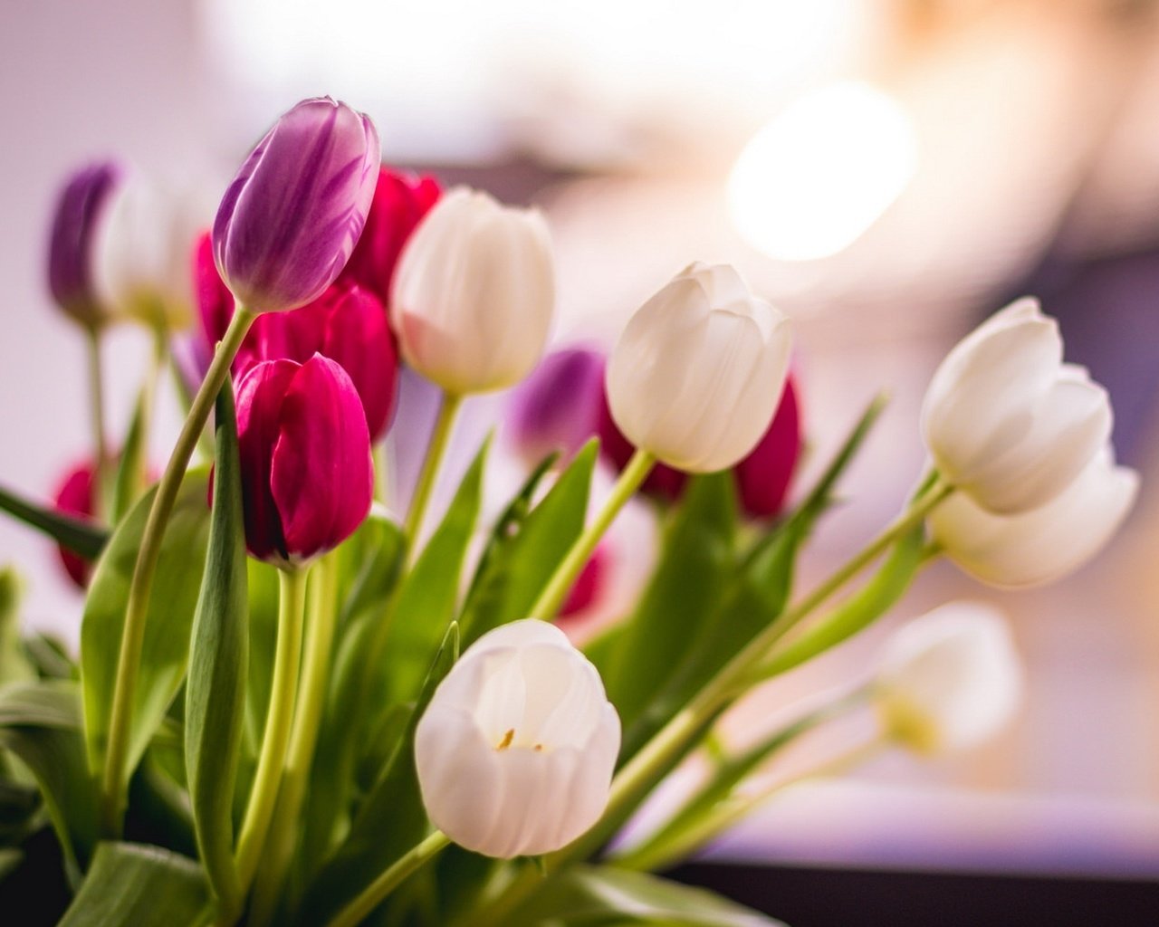 Обои цветы, фон, тюльпаны, flowers, background, tulips разрешение 1920x1200 Загрузить