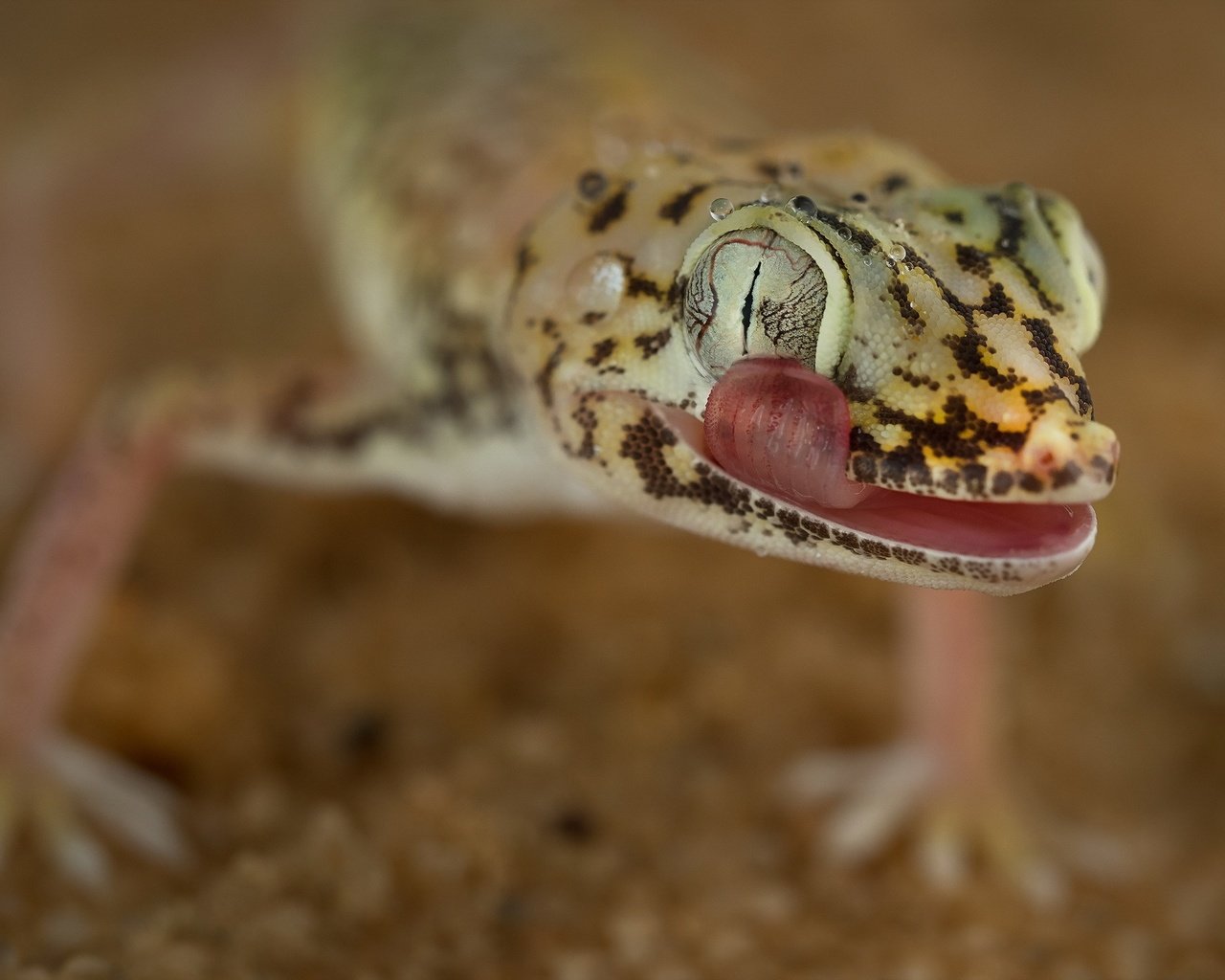 Обои природа, фон, песок, ящерица, геккон, midad, nature, background, sand, lizard, gecko разрешение 2047x1296 Загрузить