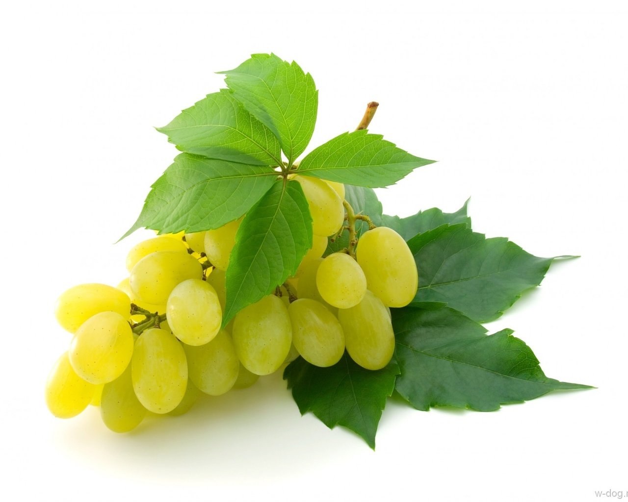 Обои желтый, листья, виноград, ягоды, белый фон, кисть, гроздь, крупный, yellow, leaves, grapes, berries, white background, brush, bunch, large разрешение 1920x1444 Загрузить