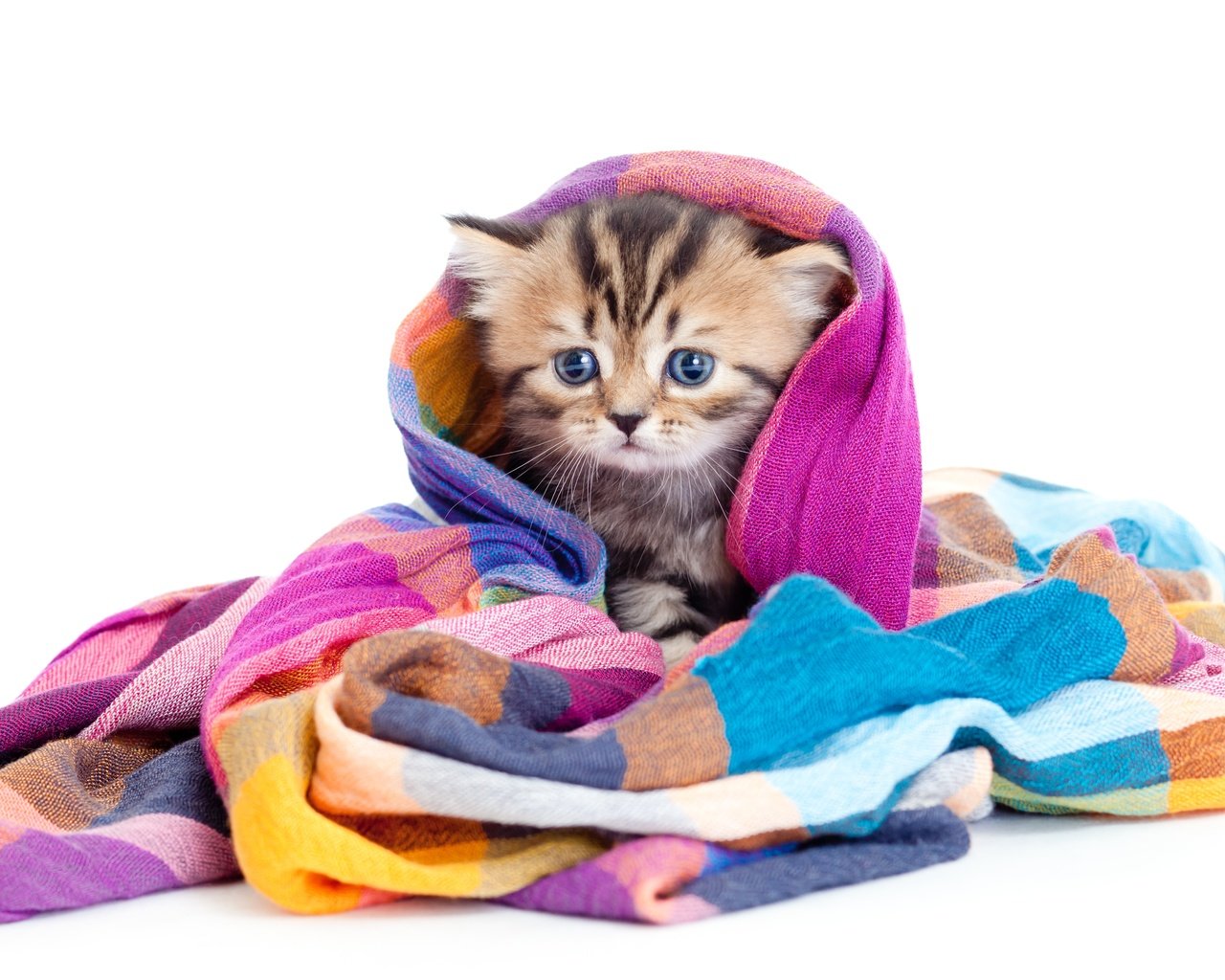 Обои мордочка, кошка, взгляд, котенок, разноцветная, малыш, шаль, muzzle, cat, look, kitty, colorful, baby, shawl разрешение 5297x3370 Загрузить