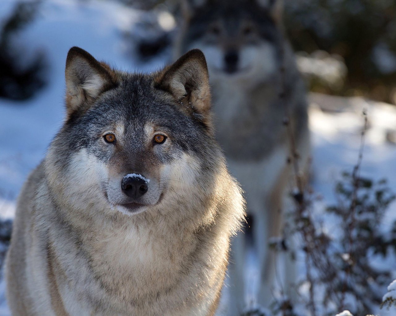 Обои лес, зима, хищник, волки, волк, forest, winter, predator, wolves, wolf разрешение 1920x1200 Загрузить