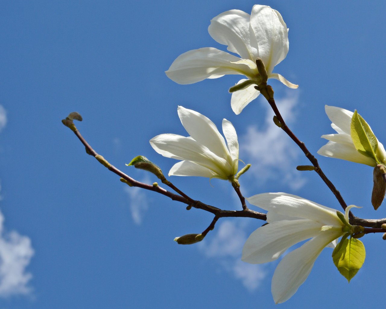 Обои небо, цветы, облака, ветка, магнолия, the sky, flowers, clouds, branch, magnolia разрешение 2048x1362 Загрузить