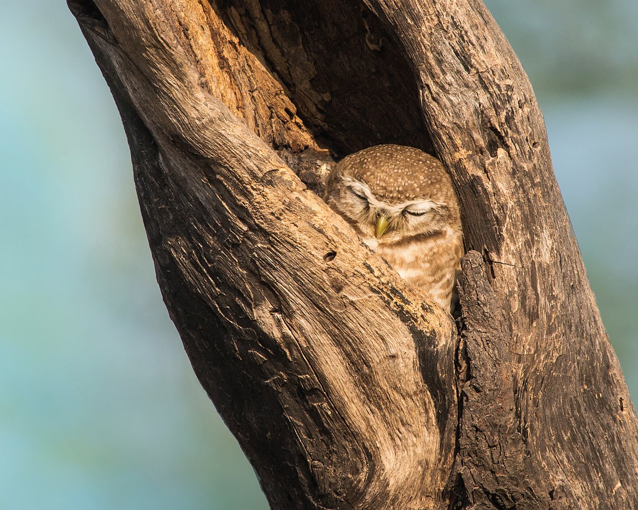 Обои сова, дерево, фон, сон, птица, клюв, дупло, owl, tree, background, sleep, bird, beak, the hollow разрешение 2048x1152 Загрузить