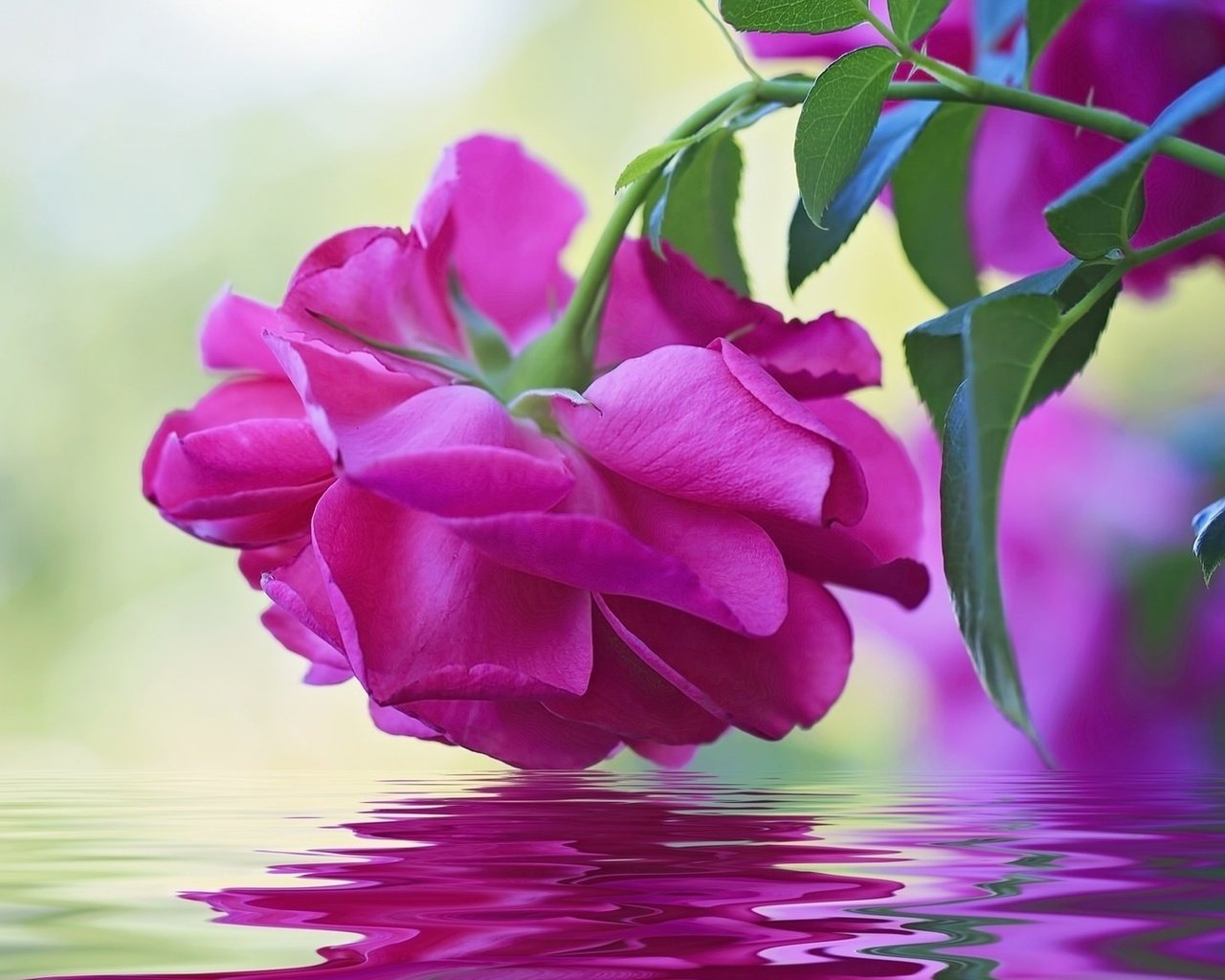 Обои вода, макро, отражение, цветок, роза, бутон, water, macro, reflection, flower, rose, bud разрешение 1920x1080 Загрузить