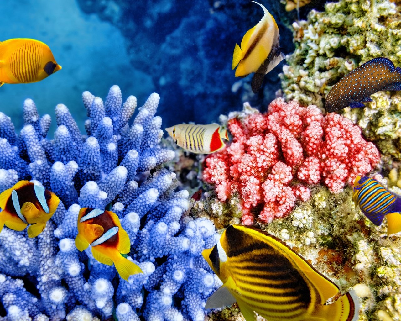 Обои рыбки, океан, подводный мир, коралловый риф, fish, the ocean, underwater world, coral reef разрешение 2880x1921 Загрузить