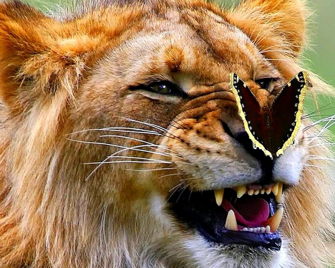 Обои бабочка, лев, оскал, царь зверей, butterfly, leo, grin, the king of beasts разрешение 1920x1200 Загрузить