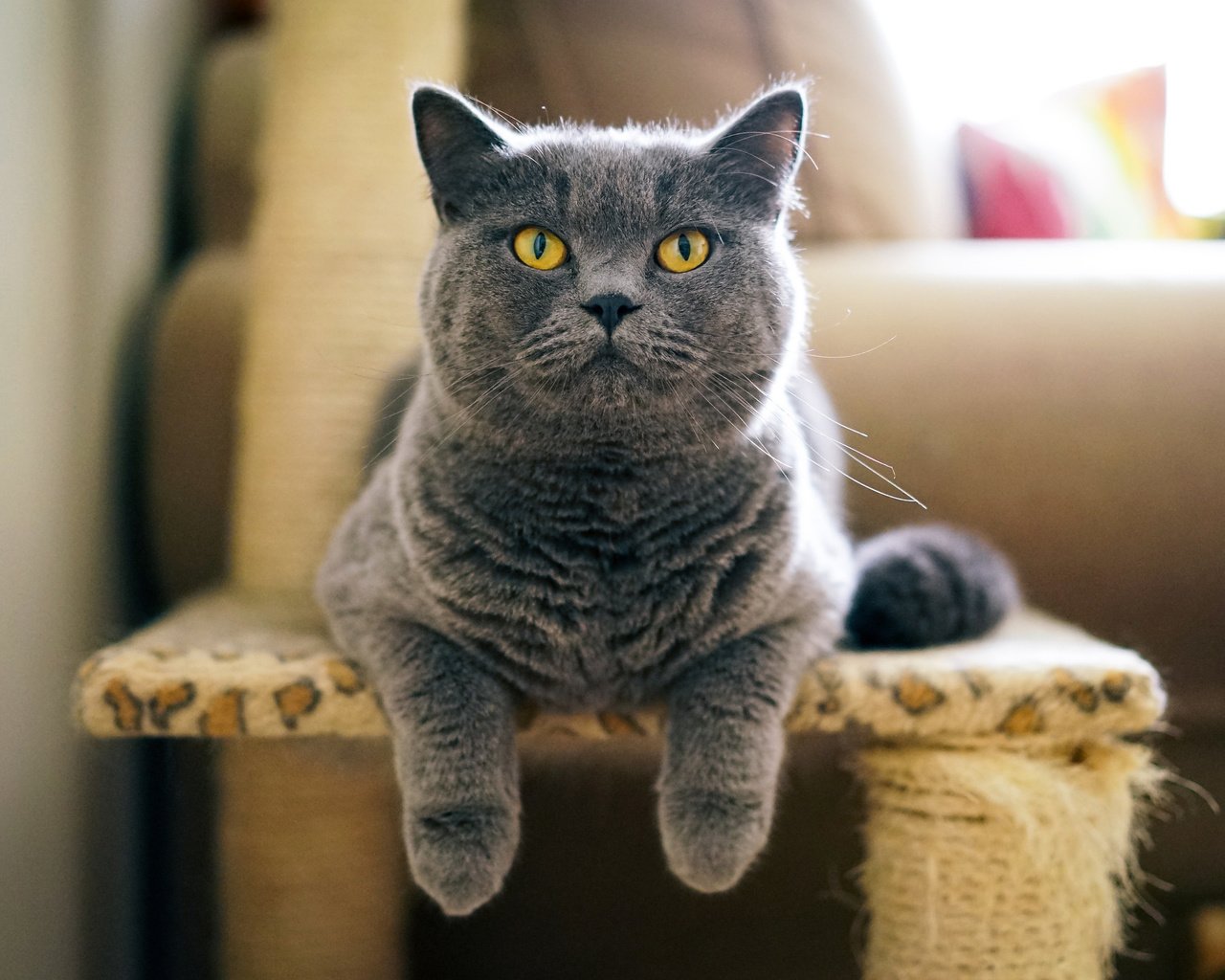 Обои кот, серый, британец, cat, grey, british разрешение 2048x1365 Загрузить
