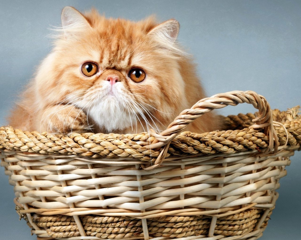 Обои кот, корзина, рыжий, cat, basket, red разрешение 1920x1080 Загрузить