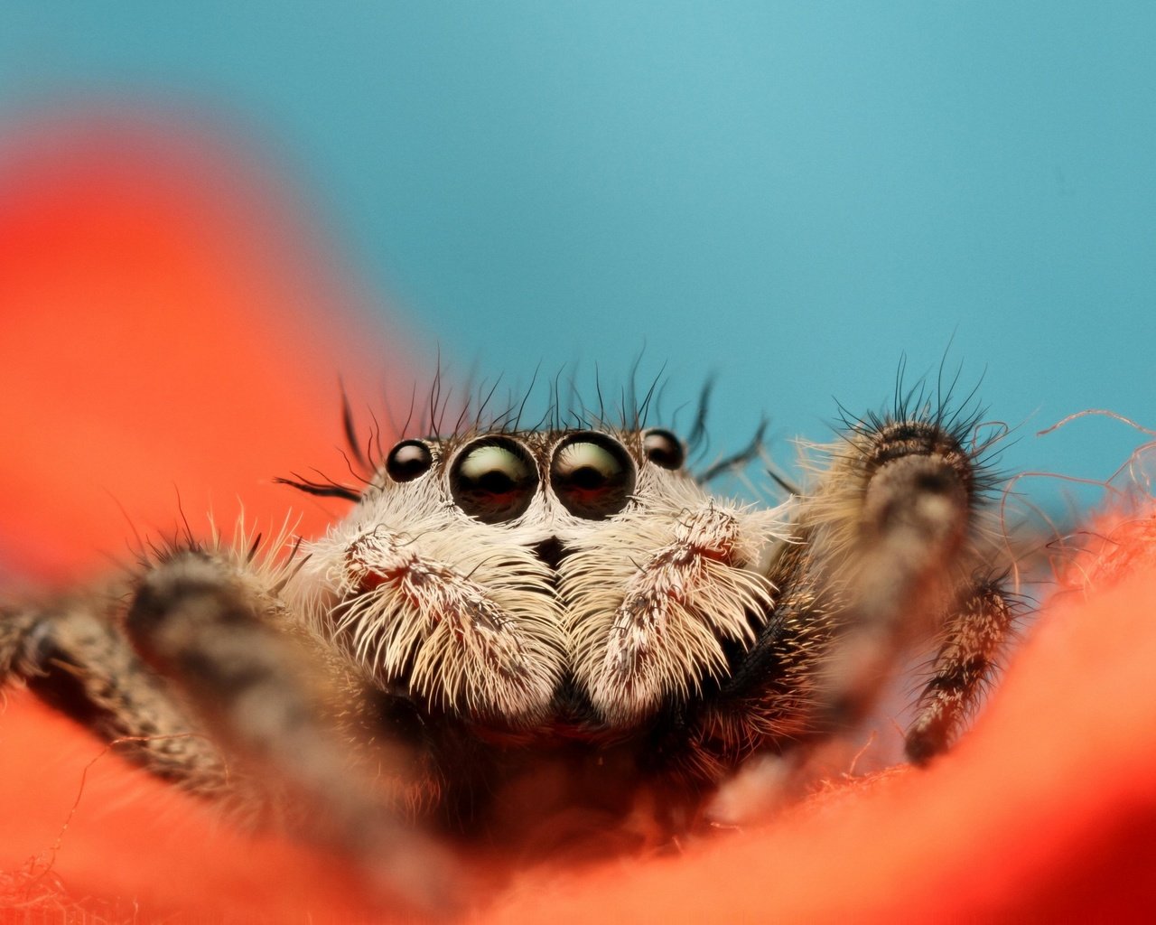 Обои глаза, листья, цветок, лапы, насекомые, паук, мухоловка, jumping spider, eyes, leaves, flower, paws, insects, spider, flycatcher разрешение 2880x1898 Загрузить