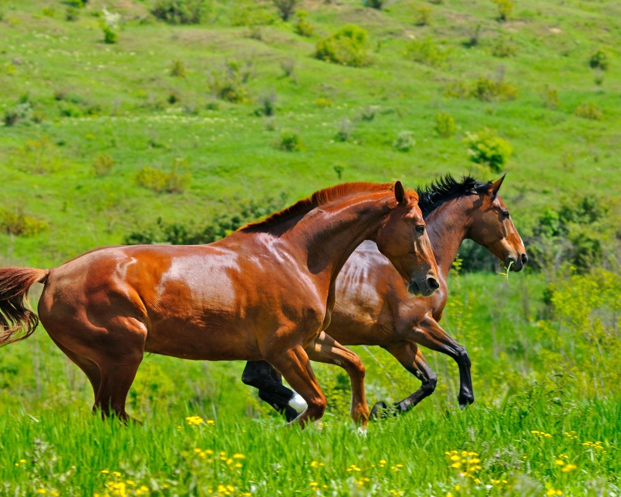 Обои трава, поле, пара, лошади, кони, два, двое, коричневые, скачут, jump, grass, field, pair, horse, horses, two, brown разрешение 2880x1913 Загрузить