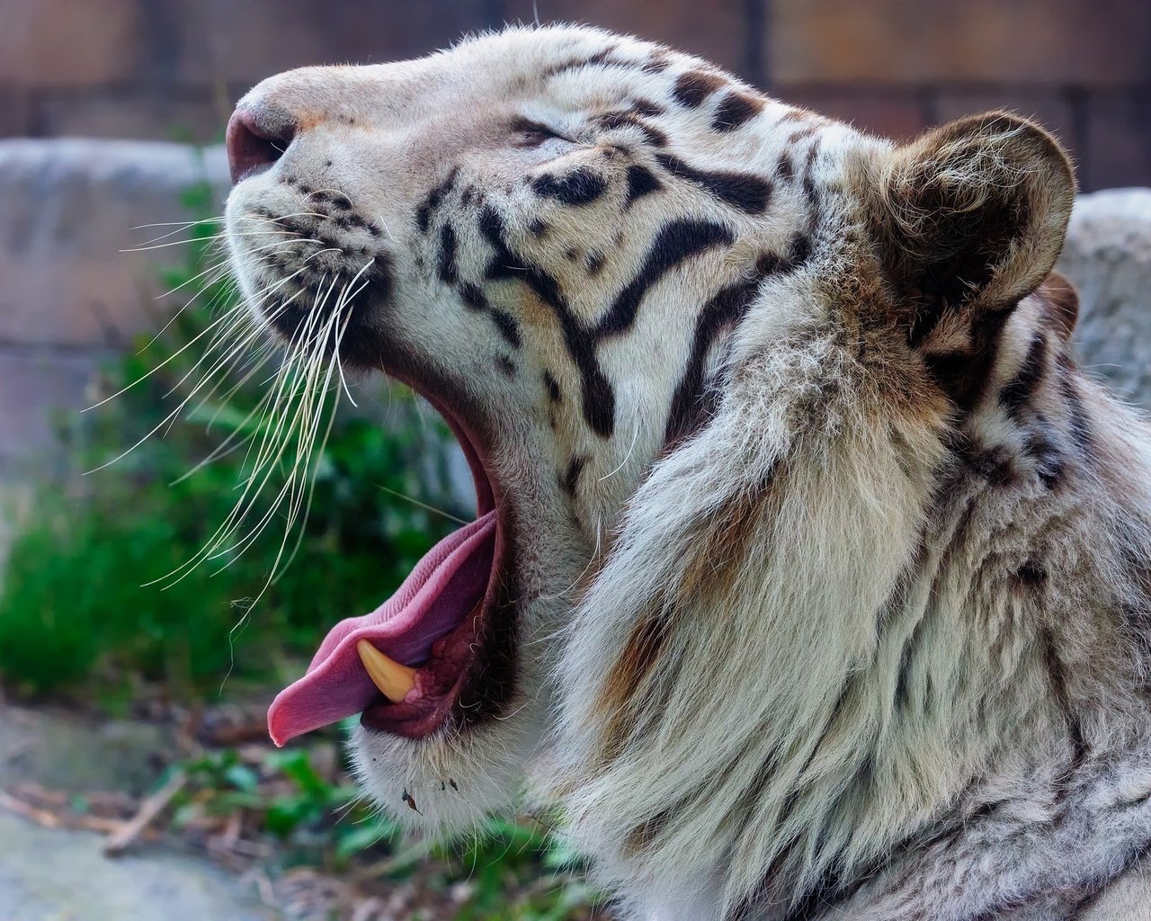 Обои тигр, морда, хищник, профиль, пасть, зевает, дикая кошка, белый тигр, tiger, face, predator, profile, mouth, yawns, wild cat, white tiger разрешение 2048x1363 Загрузить