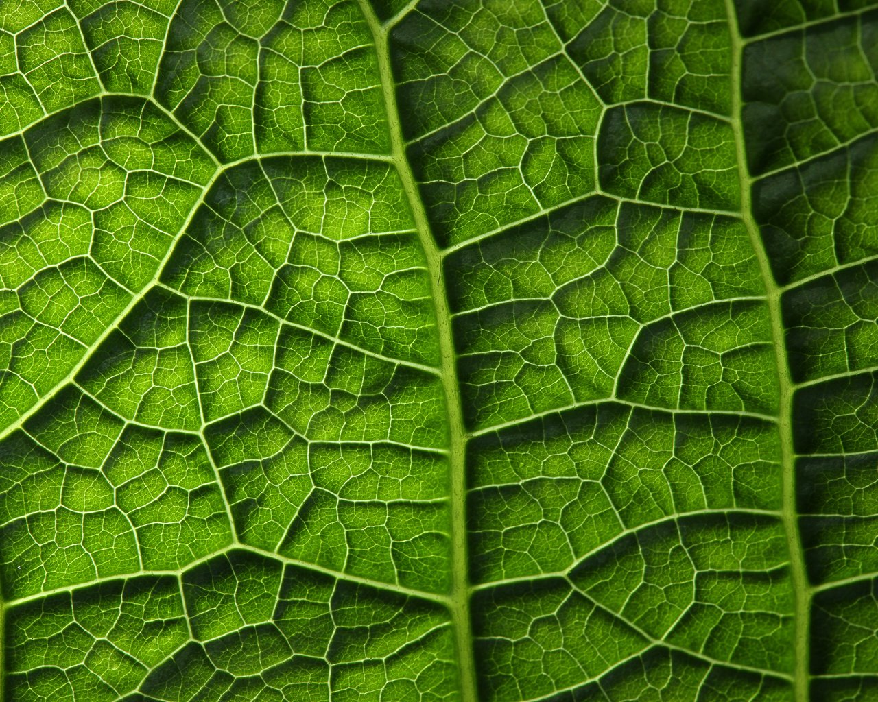 Обои зелёный, лист, растение, листик, завод, грин, green, sheet, plant, leaf разрешение 2450x1633 Загрузить