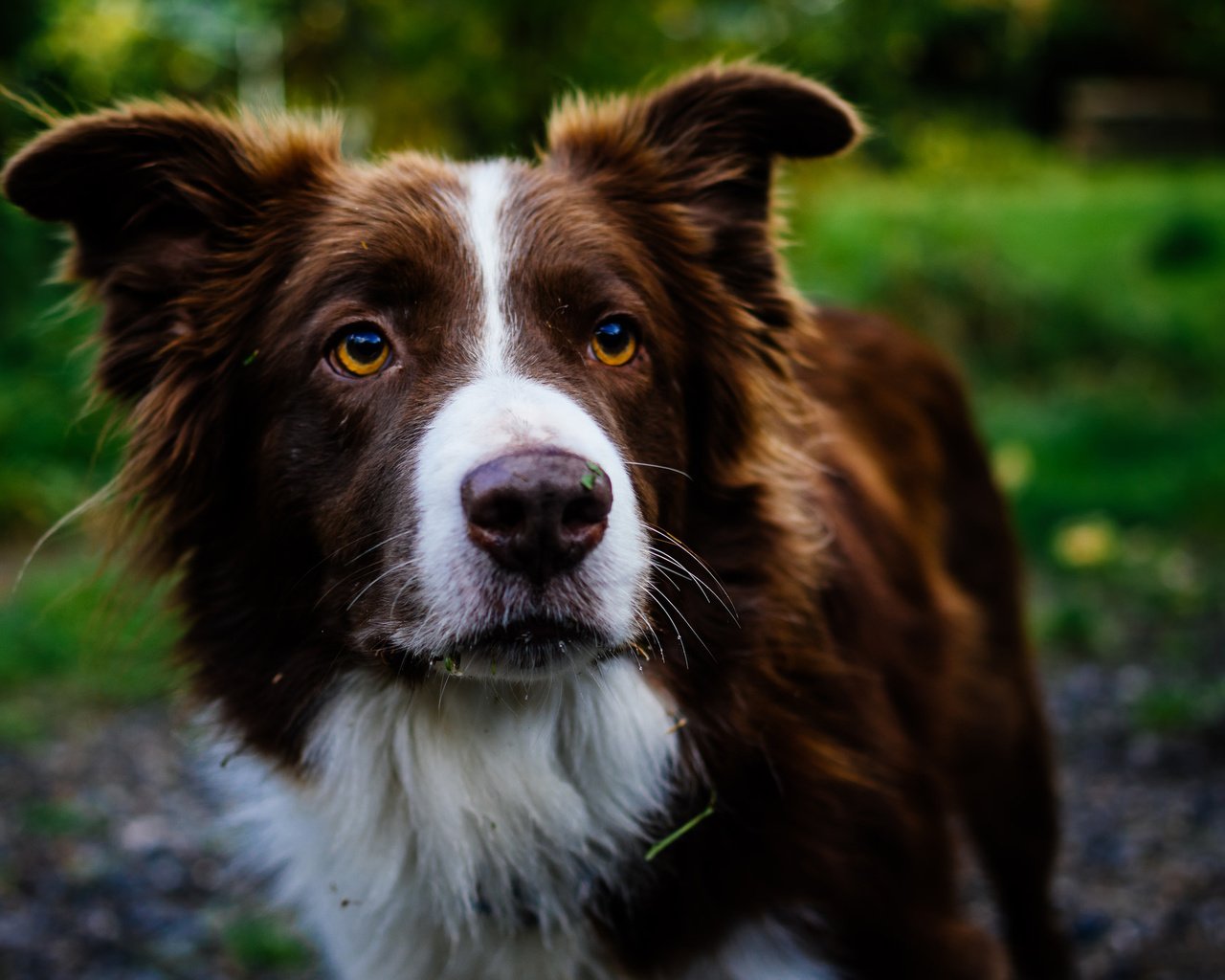 Обои взгляд, собака, друг, бордер-колли, look, dog, each, the border collie разрешение 2048x1362 Загрузить