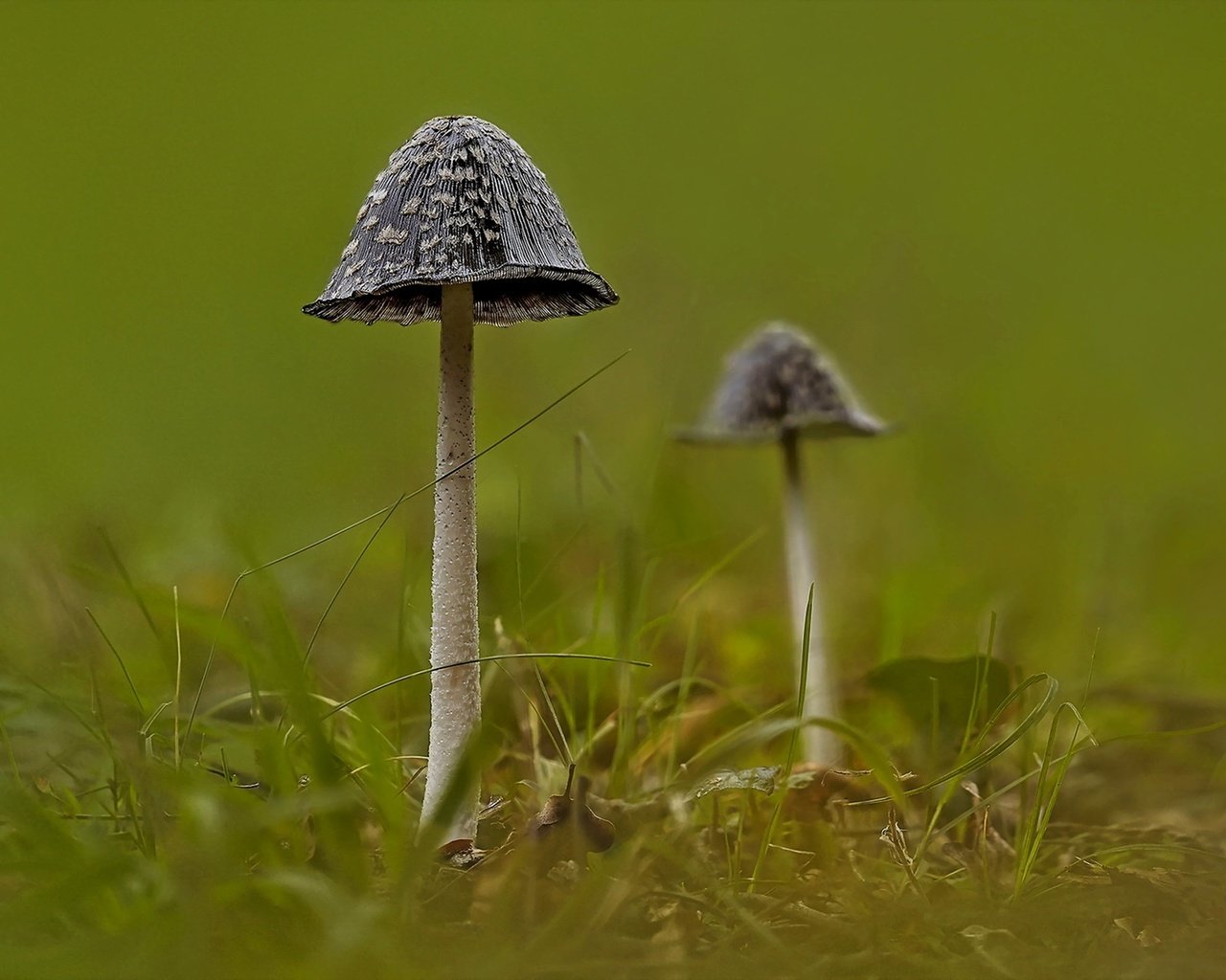 Обои природа, фон, грибы, nature, background, mushrooms разрешение 1920x1279 Загрузить