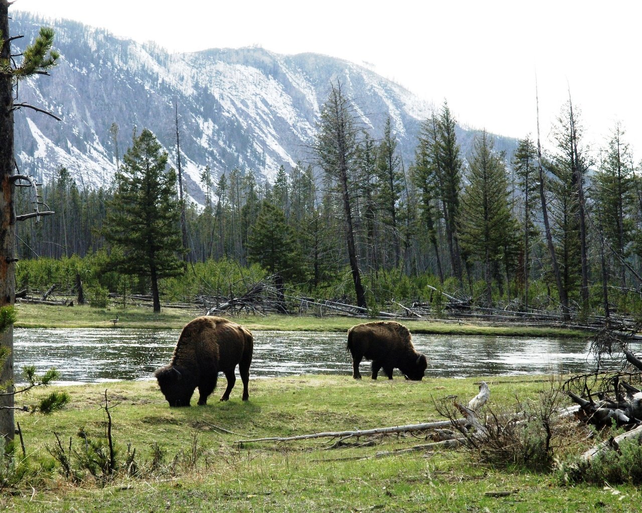Обои горы, луга, быки, американский бизон, дикие животные, mountains, meadows, bulls, american bison, wild animals разрешение 2880x1847 Загрузить