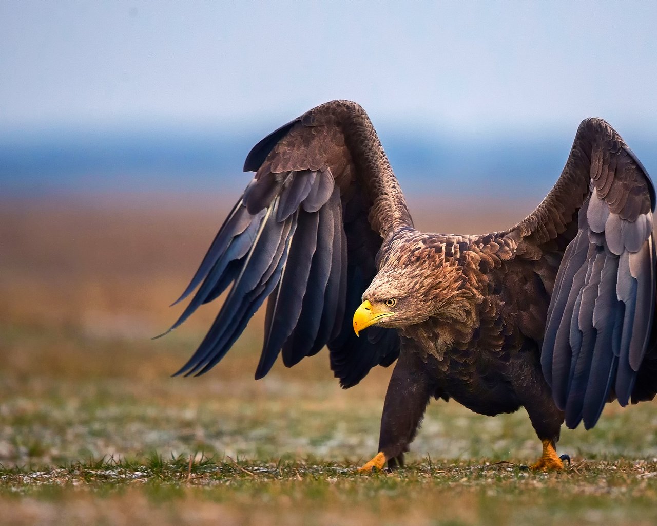 Обои природа, крылья, орел, птица, nature, wings, eagle, bird разрешение 2048x1366 Загрузить