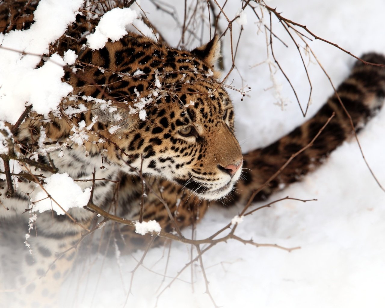 Обои снег, зима, кошка, ягуар, snow, winter, cat, jaguar разрешение 2560x1600 Загрузить