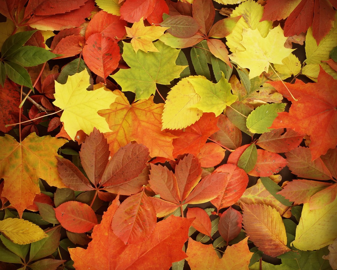 Обои листья, осень, опадают, осен,  листья, leaves, autumn, fall разрешение 4400x4000 Загрузить