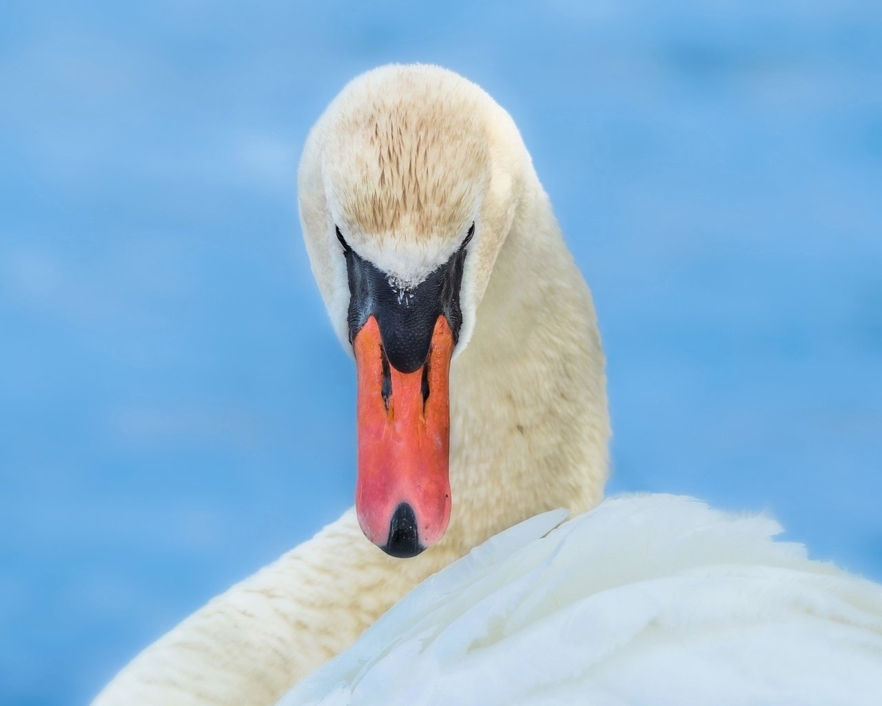 Обои белый, птица, клюв, лебедь, грация, white, bird, beak, swan, grace разрешение 2048x1280 Загрузить