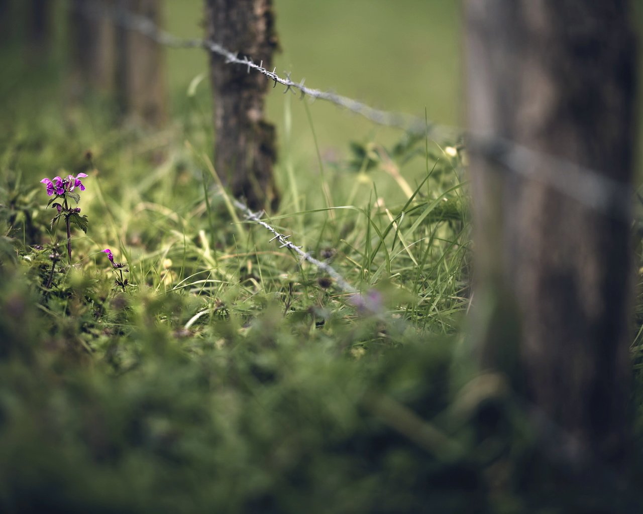 Обои трава, лето, проволока, забор, grass, summer, wire, the fence разрешение 2048x1365 Загрузить