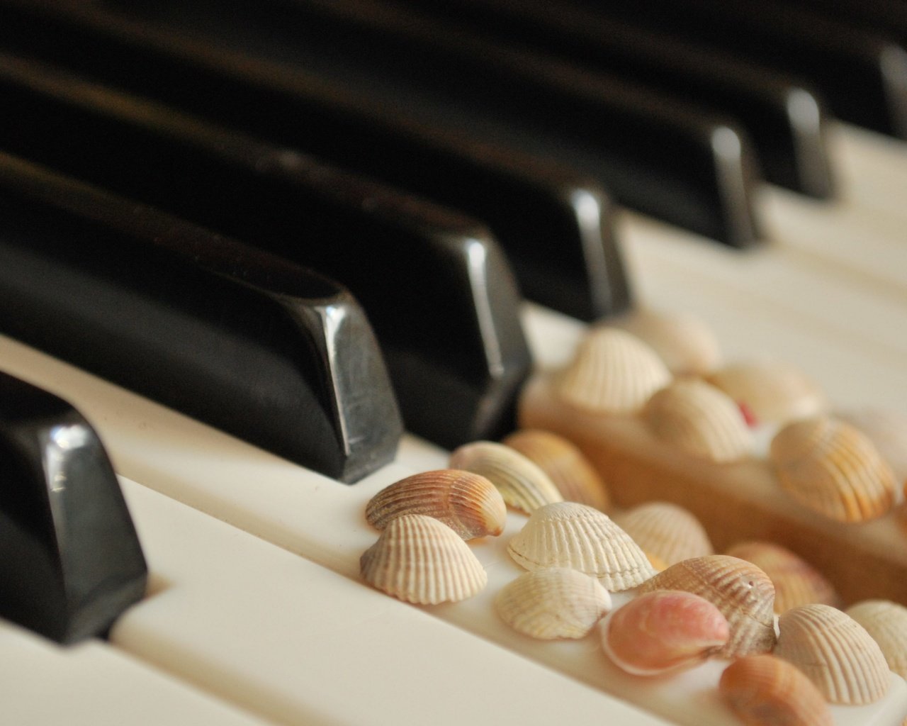 Обои ракушки, белые, пианино, клавиши, чёрные, shell, white, piano, keys, black разрешение 3872x2508 Загрузить