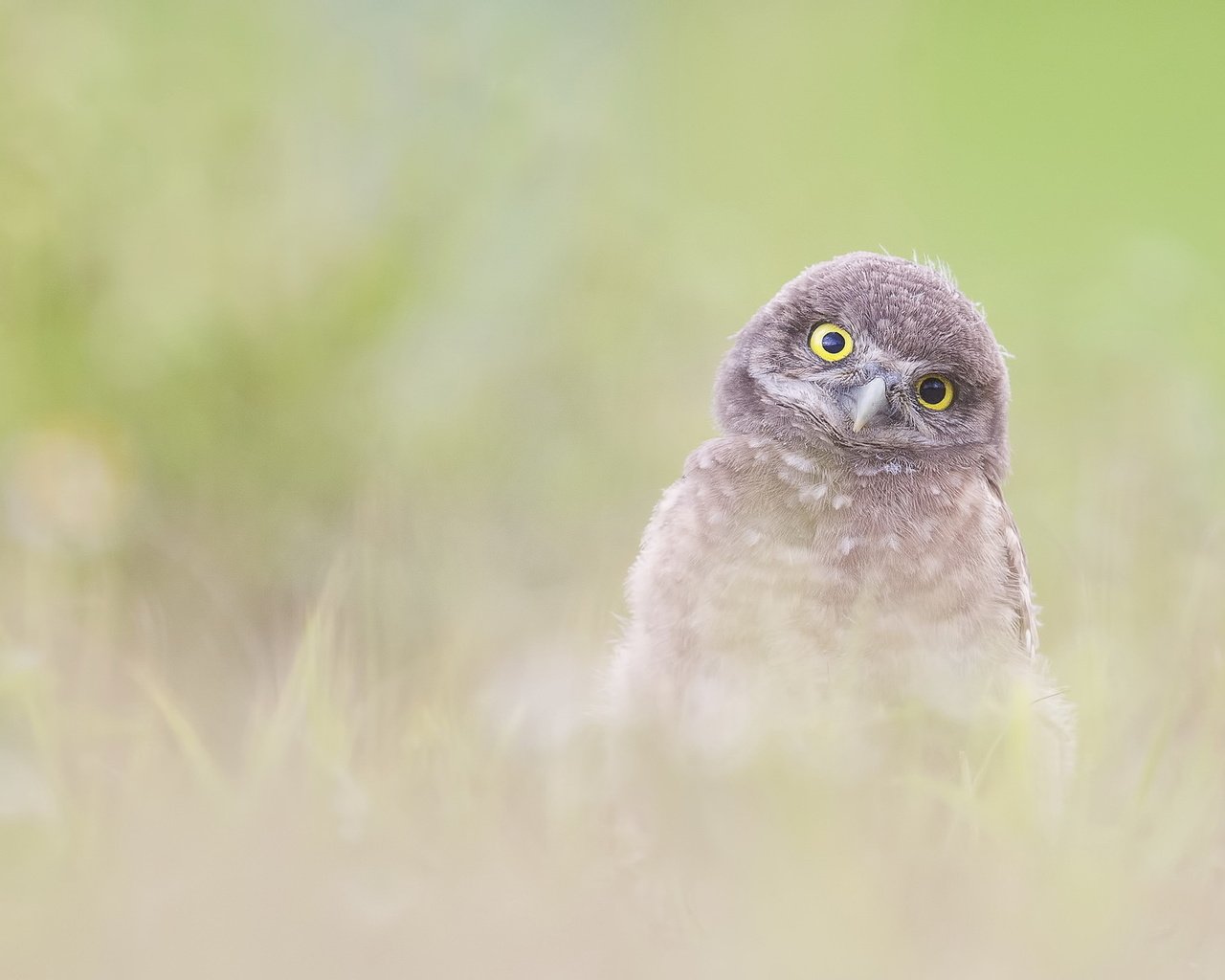Обои сова, природа, фон, птица, burrowing owlet (athene cunicularia), owl, nature, background, bird разрешение 2047x1222 Загрузить