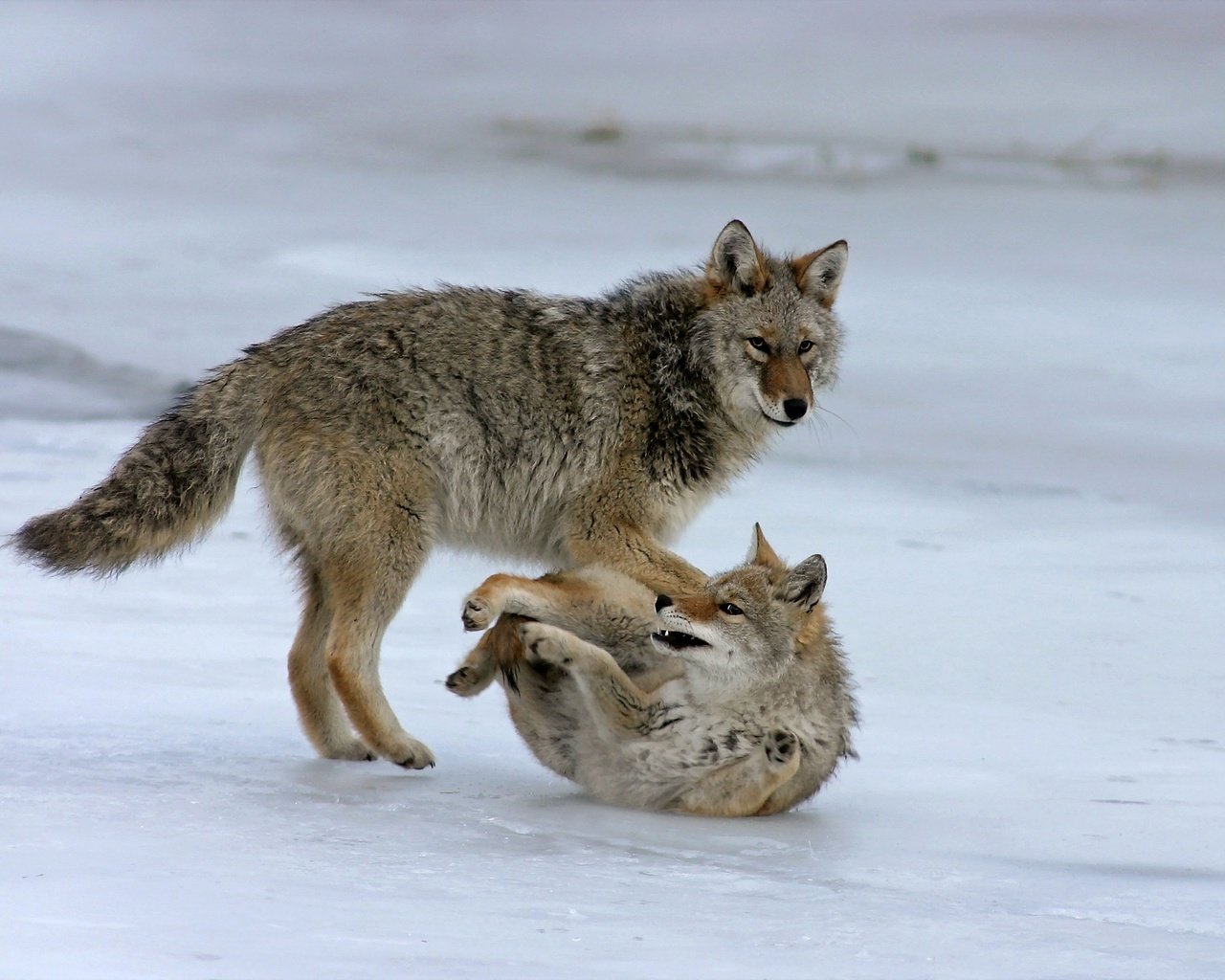 Обои морда, природа, фон, лапы, хищник, волки, волк, face, nature, background, paws, predator, wolves, wolf разрешение 2048x1425 Загрузить