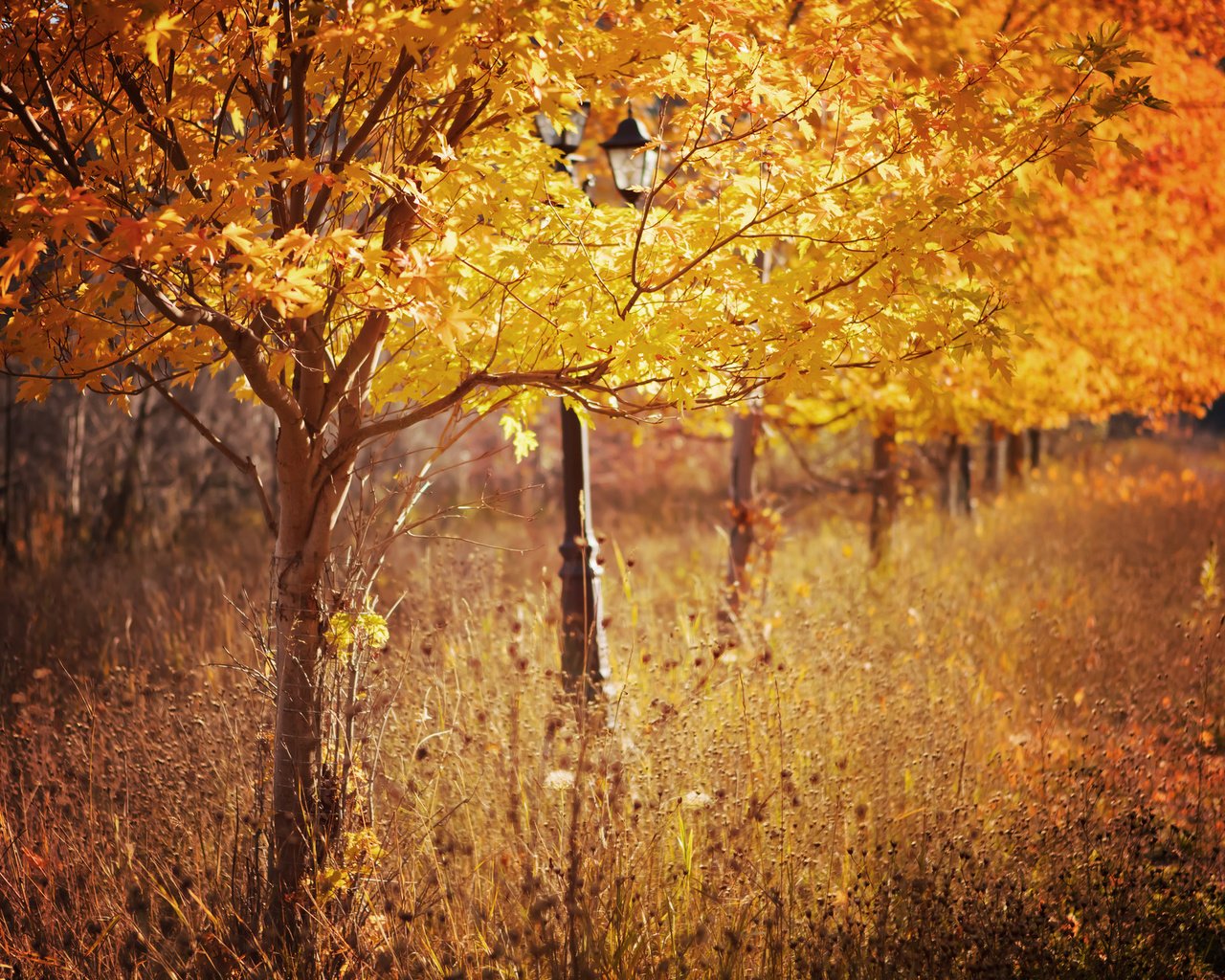 Обои деревья, листья, парк, осень, фонарь, сухая трава, trees, leaves, park, autumn, lantern, dry grass разрешение 2048x1365 Загрузить