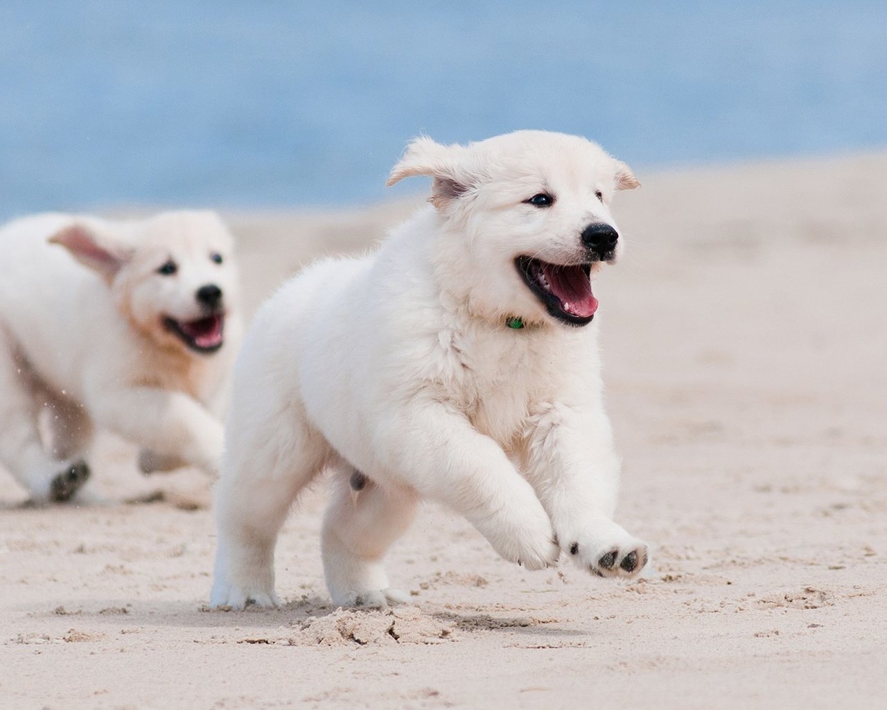 Обои песок, белый, щенок, песик, бег, sand, white, puppy, doggie, running разрешение 1920x1080 Загрузить