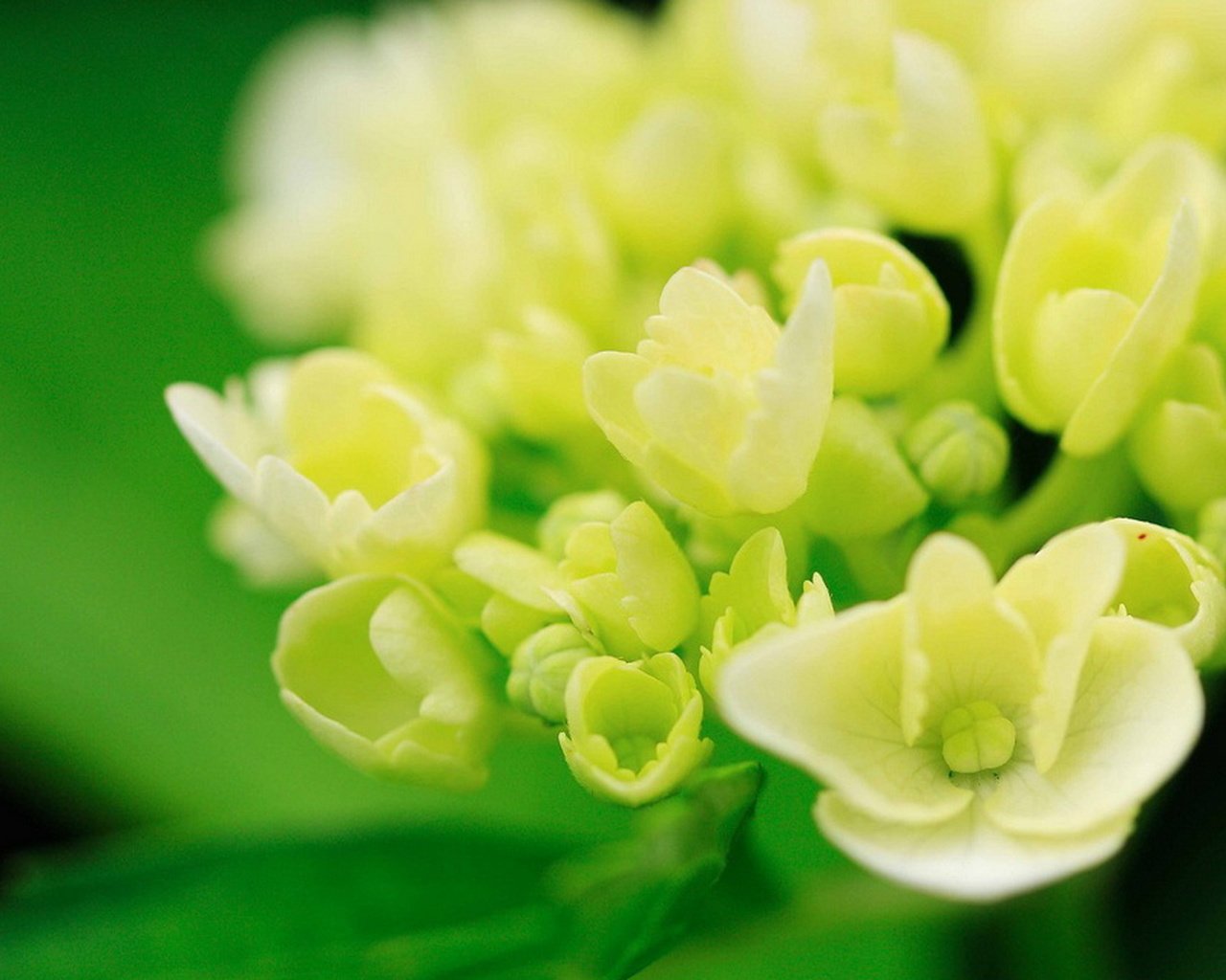 Обои цветы, макро, белые, гортензия, flowers, macro, white, hydrangea разрешение 1920x1279 Загрузить