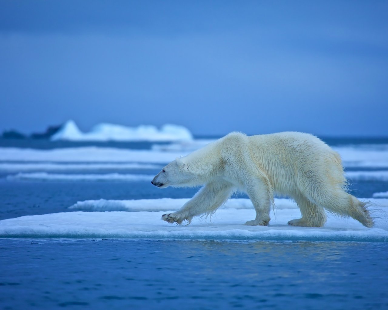 Обои вода, медведь, белый медведь, льдина, water, bear, polar bear, floe разрешение 4500x3000 Загрузить