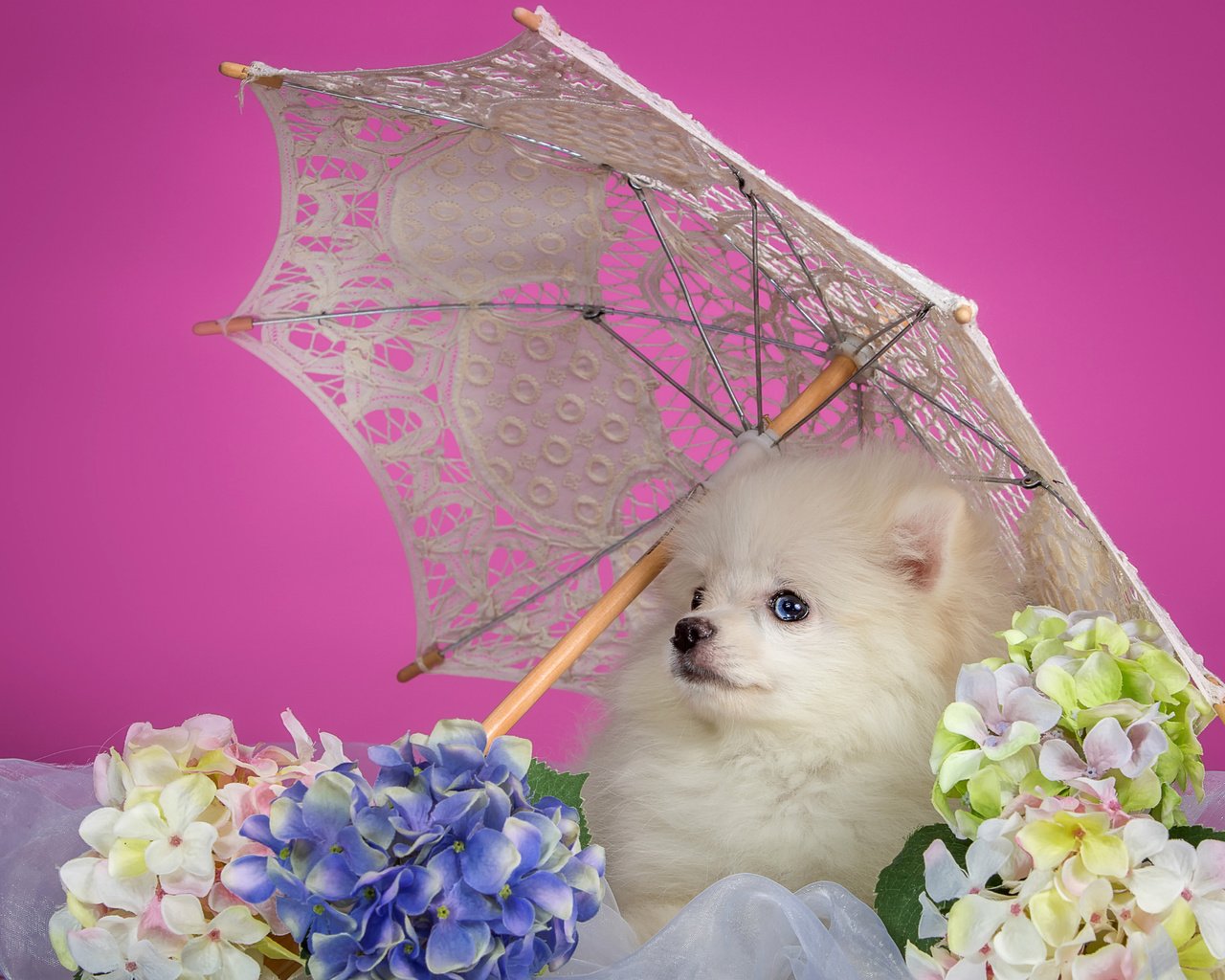 Обои белый, щенок, зонтик, гортензия, шпиц, white, puppy, umbrella, hydrangea, spitz разрешение 3000x1862 Загрузить