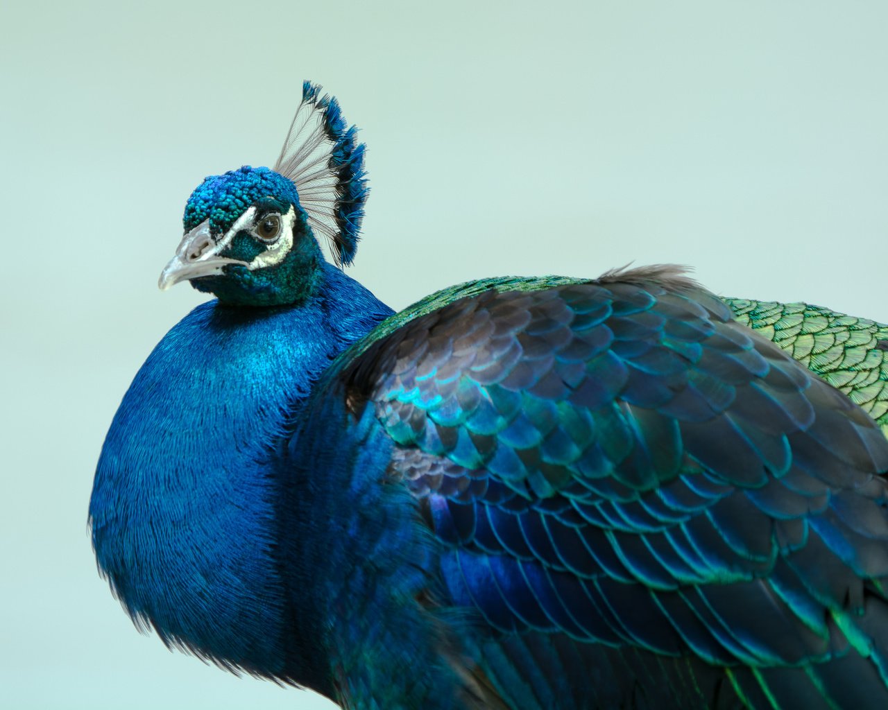Обои птица, павлин, оперение, bird, peacock, tail разрешение 2048x1365 Загрузить