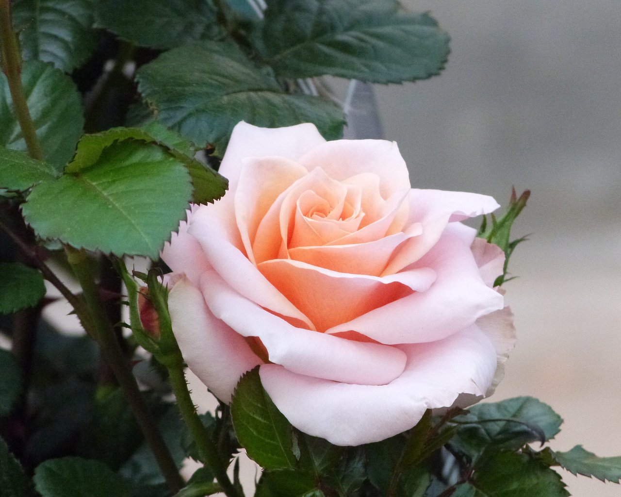 Обои роза, бутон, куст, розовая, rose, bud, bush, pink разрешение 2048x1536 Загрузить