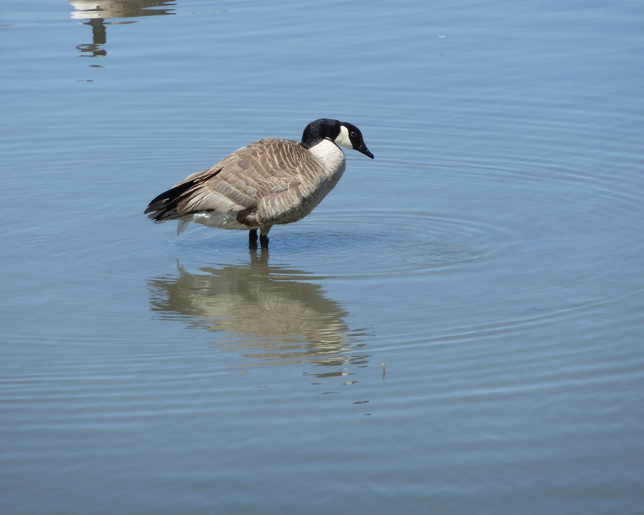 Обои вода, птица, канада, гусь, птаха, canada goose, water, bird, canada, goose разрешение 4000x3000 Загрузить