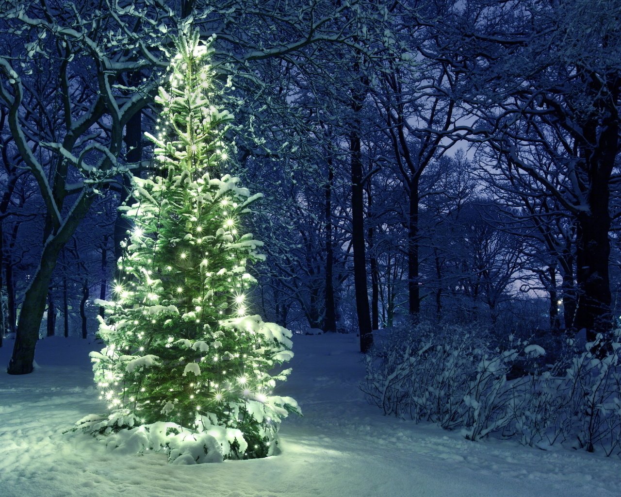 Обои ночь, снег, новый год, елка, зима, ель, night, snow, new year, tree, winter, spruce разрешение 2560x1600 Загрузить